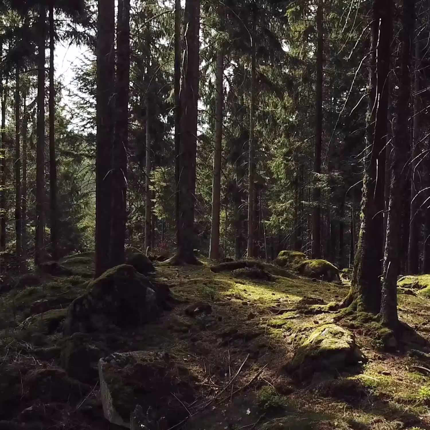 Forest