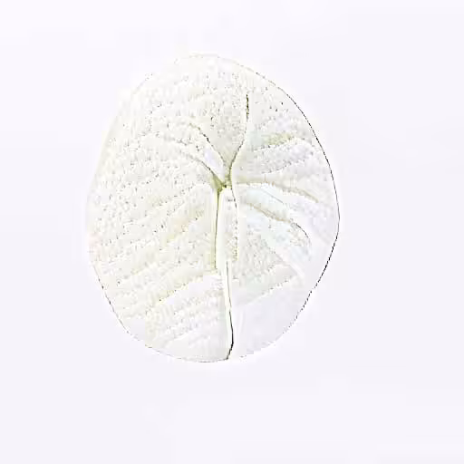 Milo Poelman - Artifacts5 - monstera leaf with white background