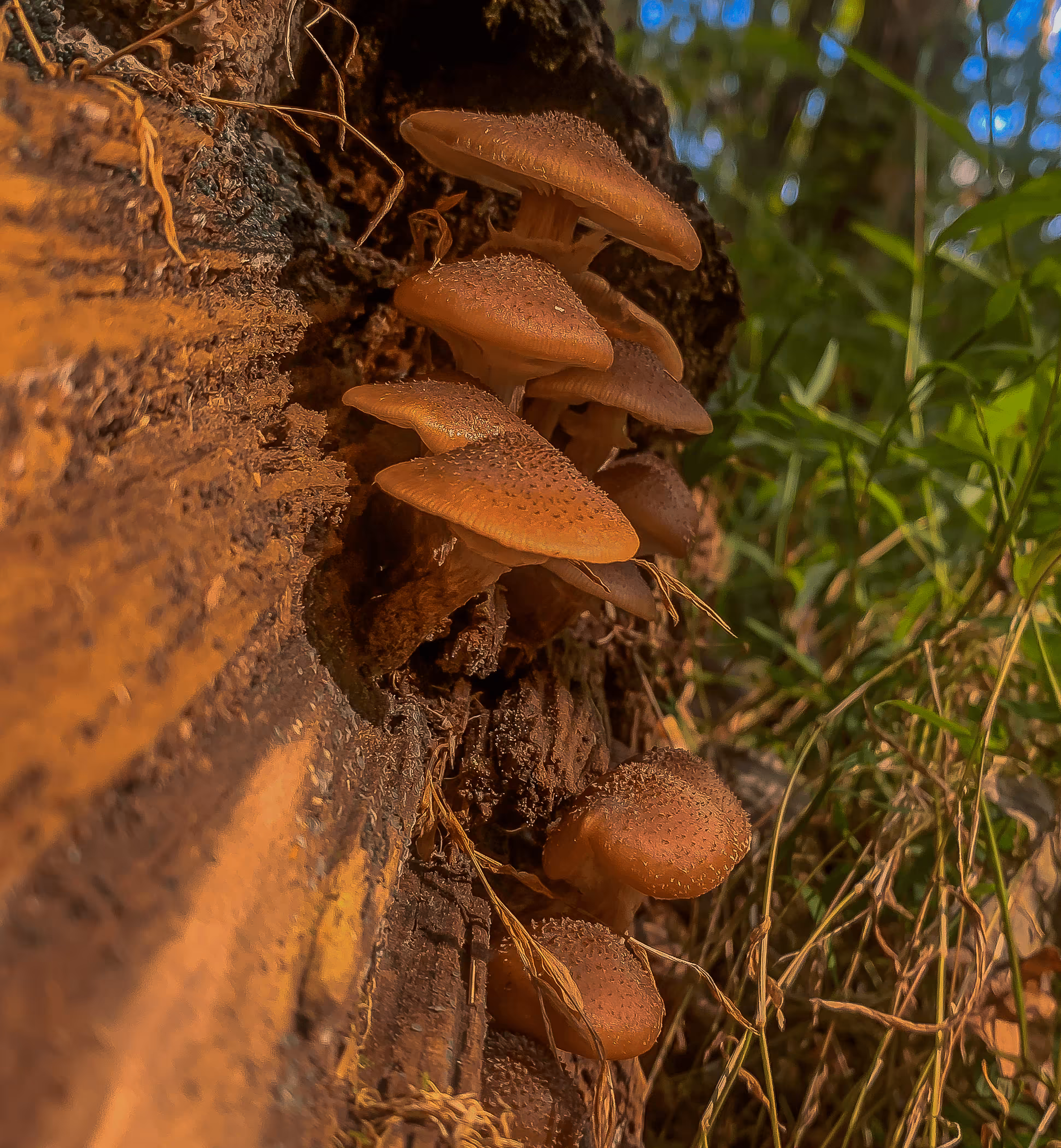 Shroom #2
