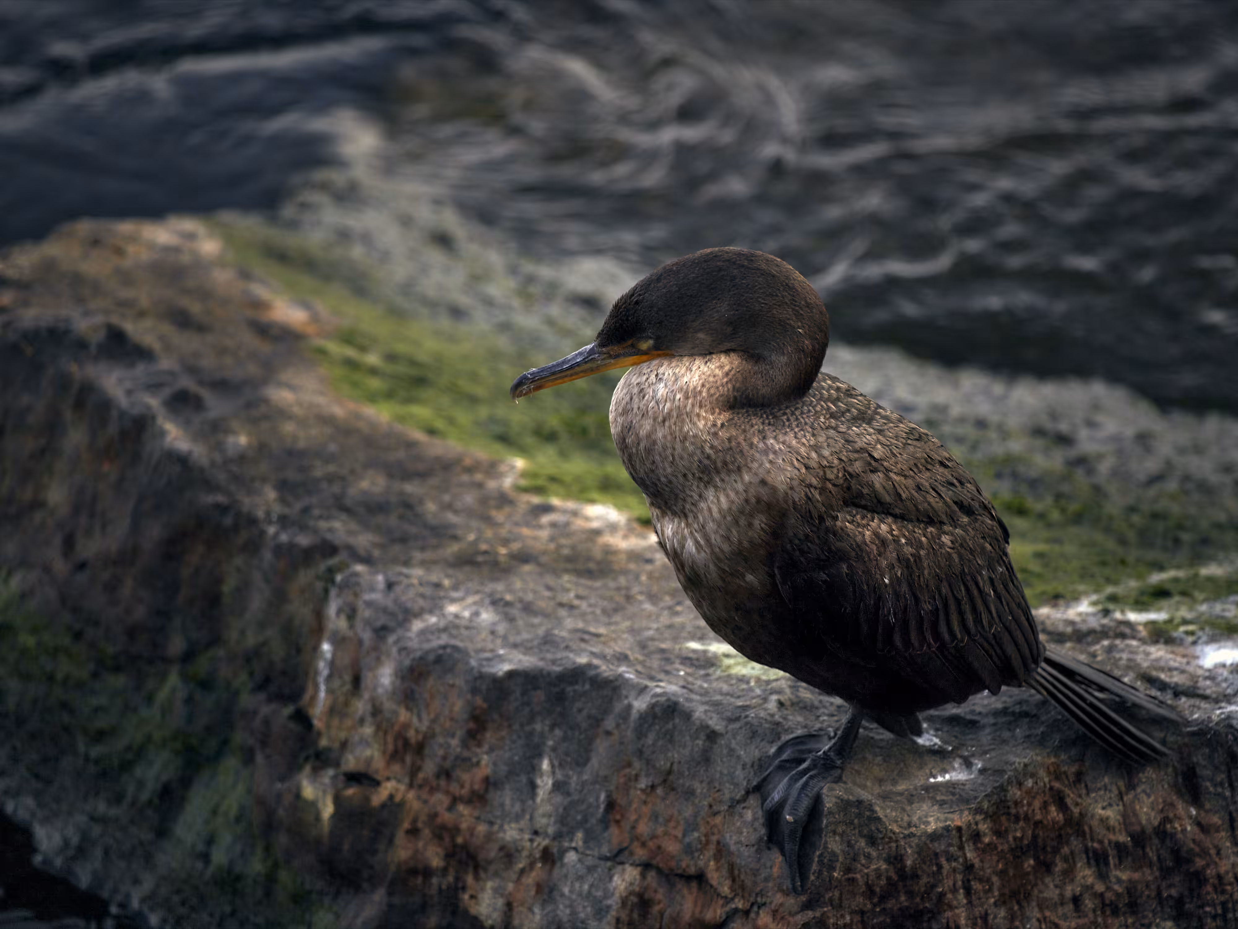 Sleeping Cormorant