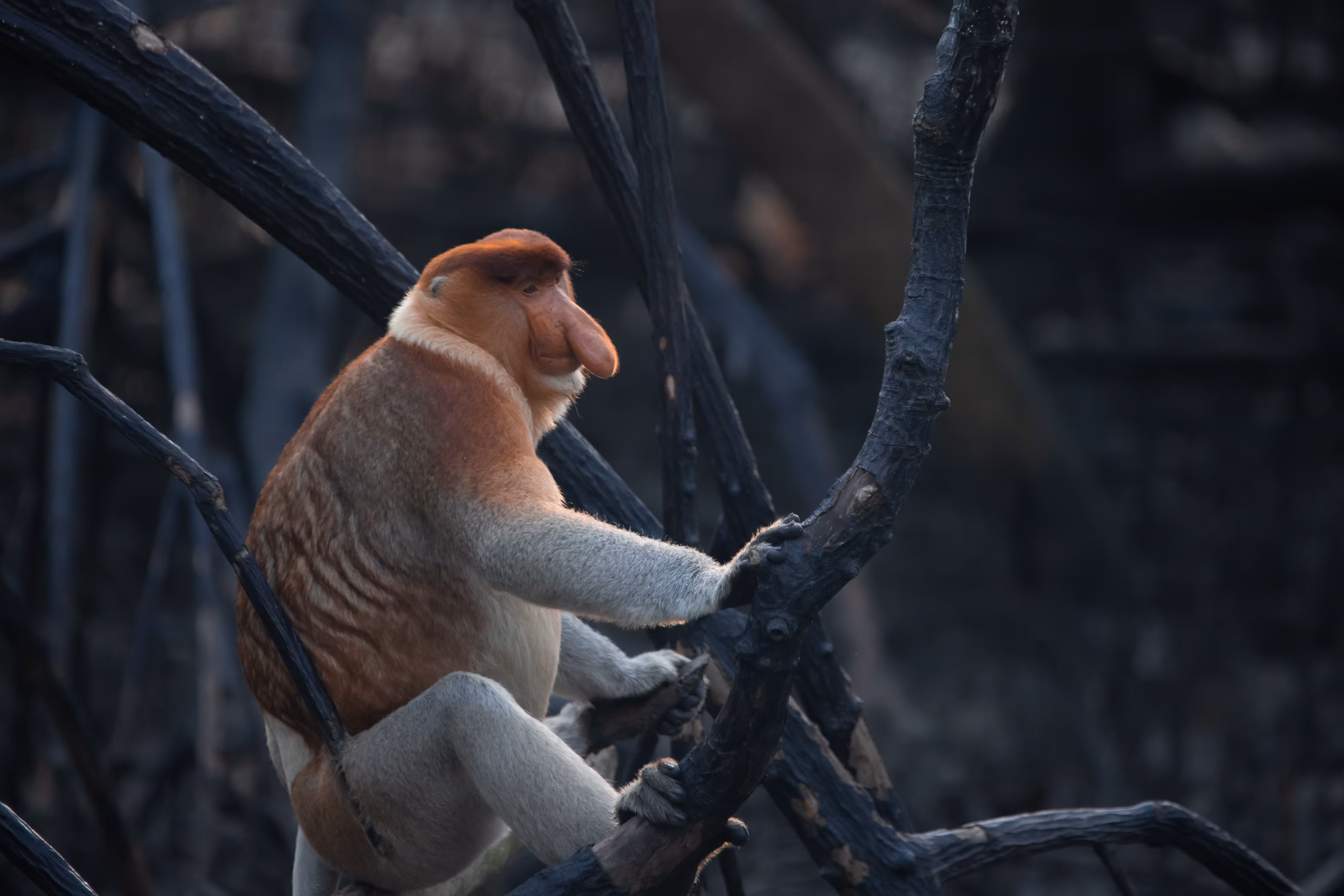 The Proboscis Monkey (Nasalis larvatus) 