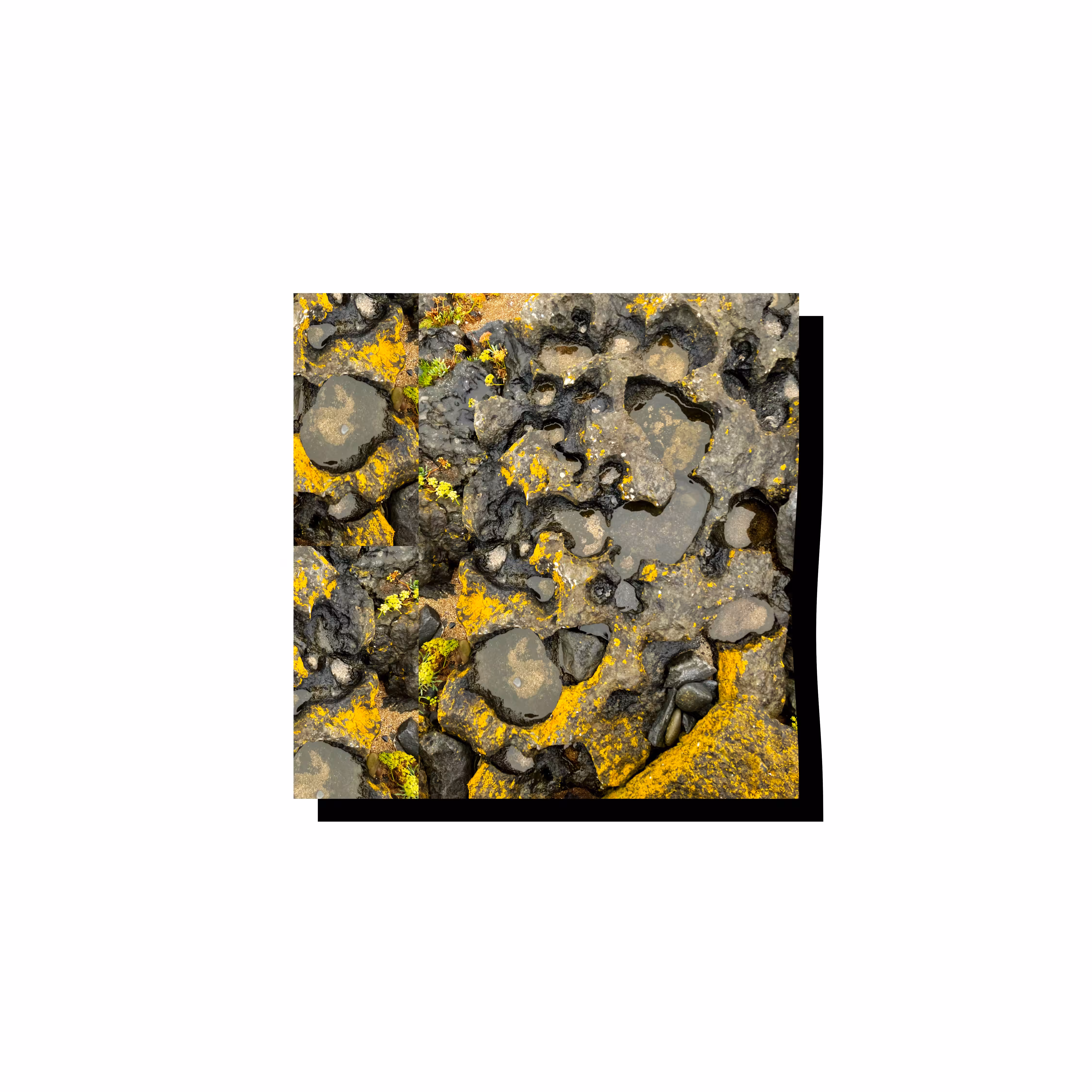 MISTERKINK // LICHEN #2