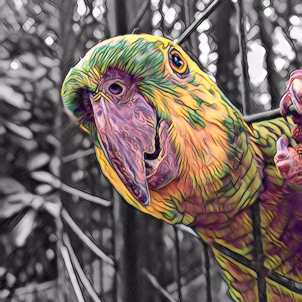 Parrot