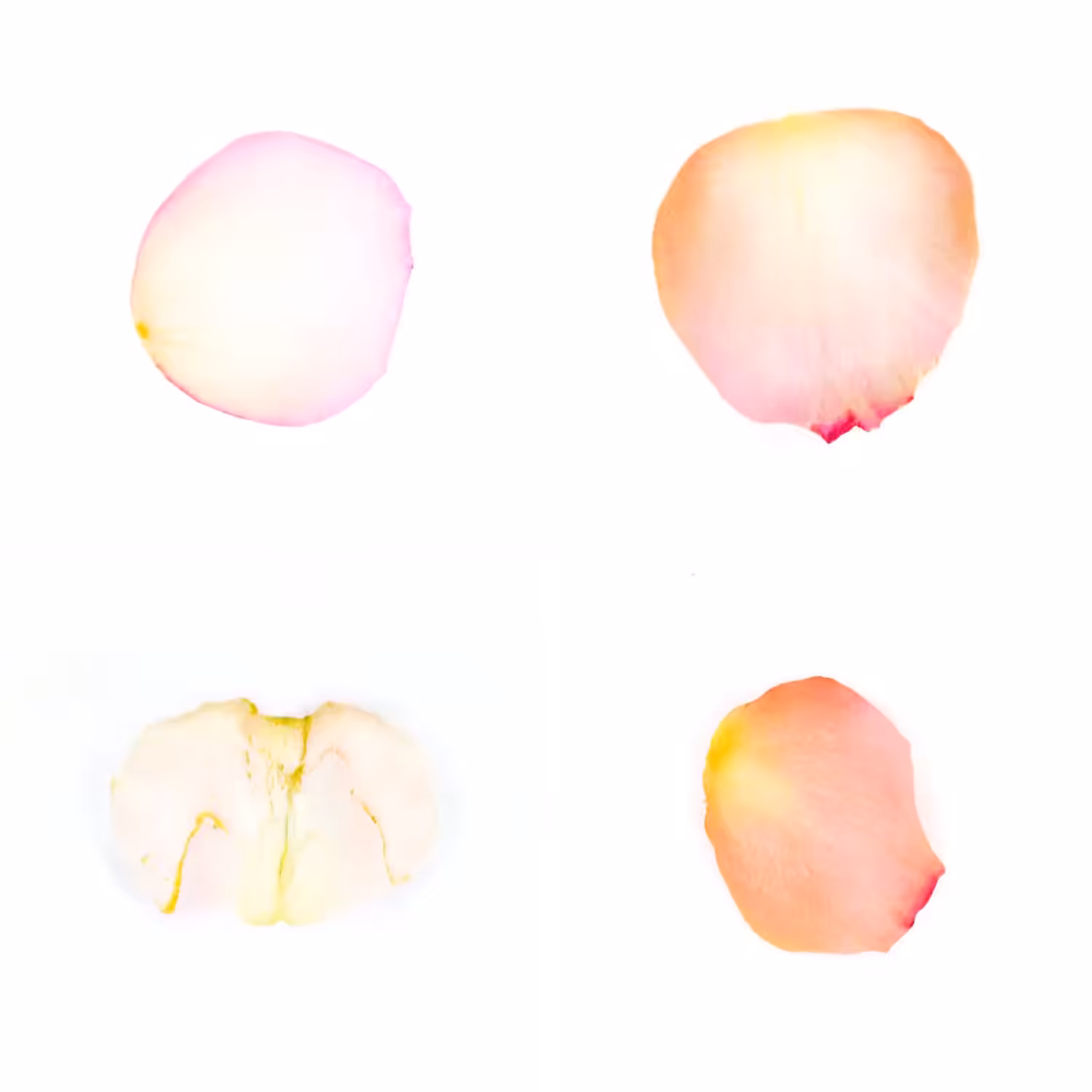 Infinite Petals 2x2#4127