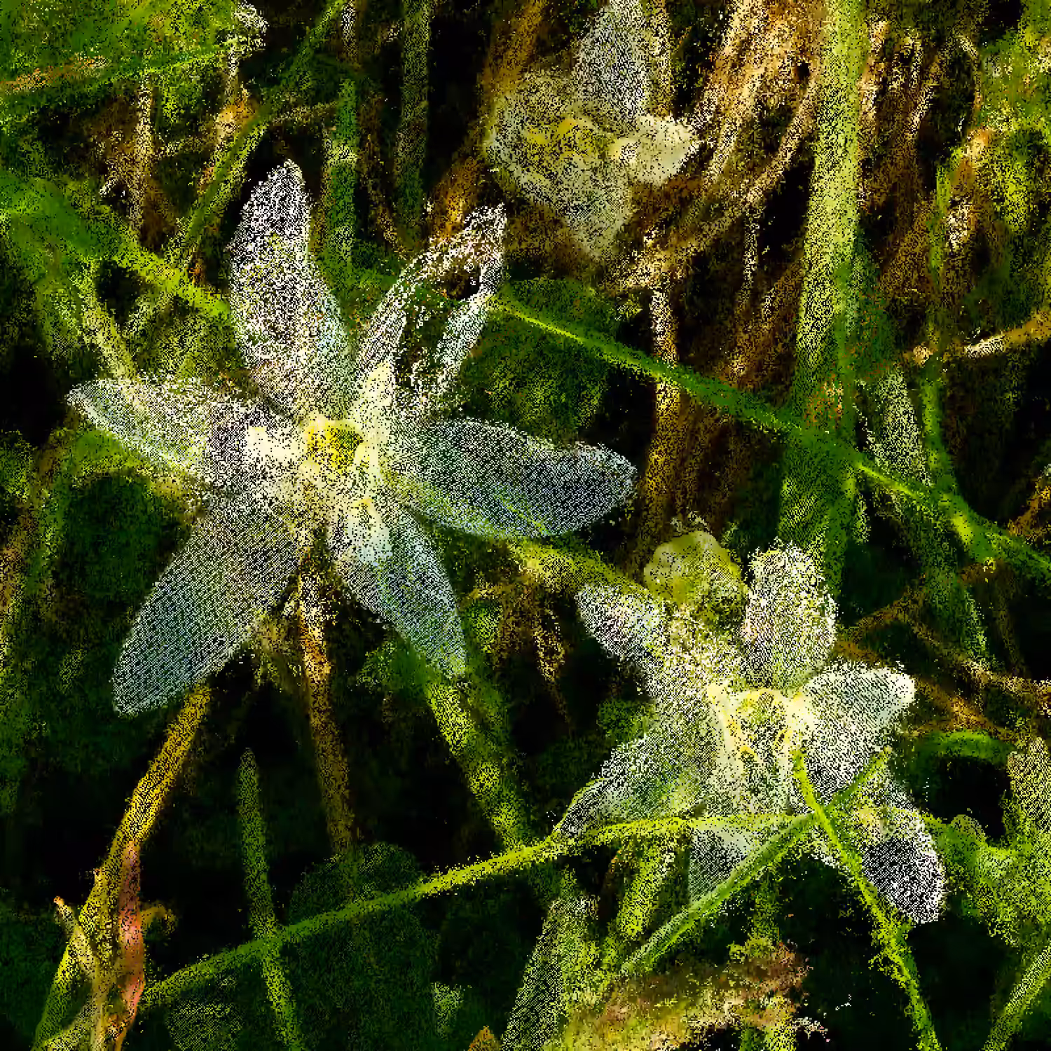 Grass Lily [NFT version]