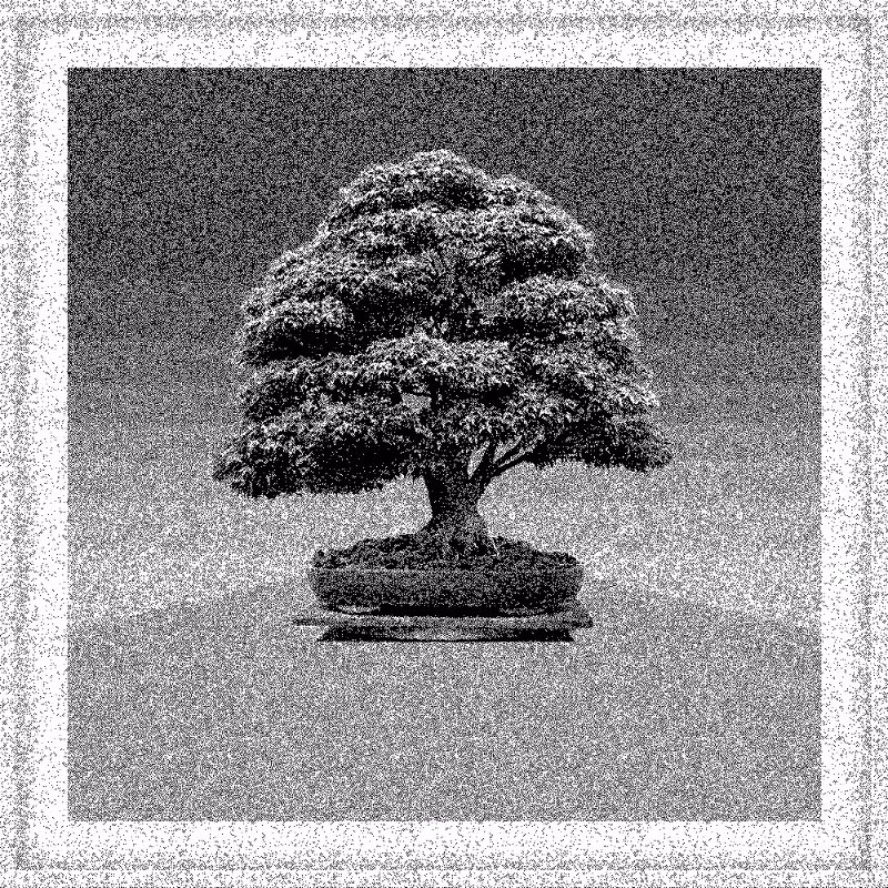 Bonsai Bonanza #36