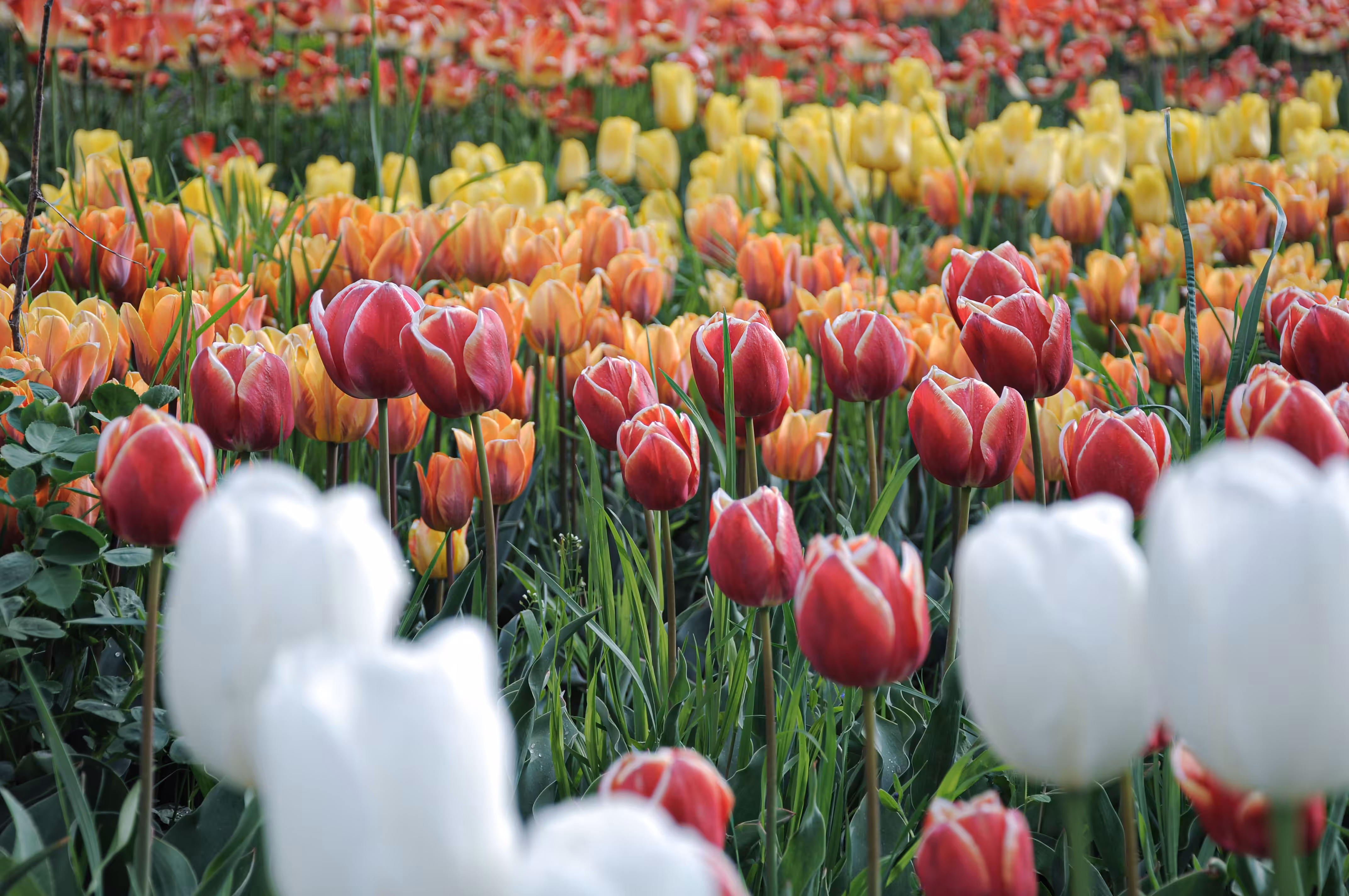 flowers: The Song of Tulips