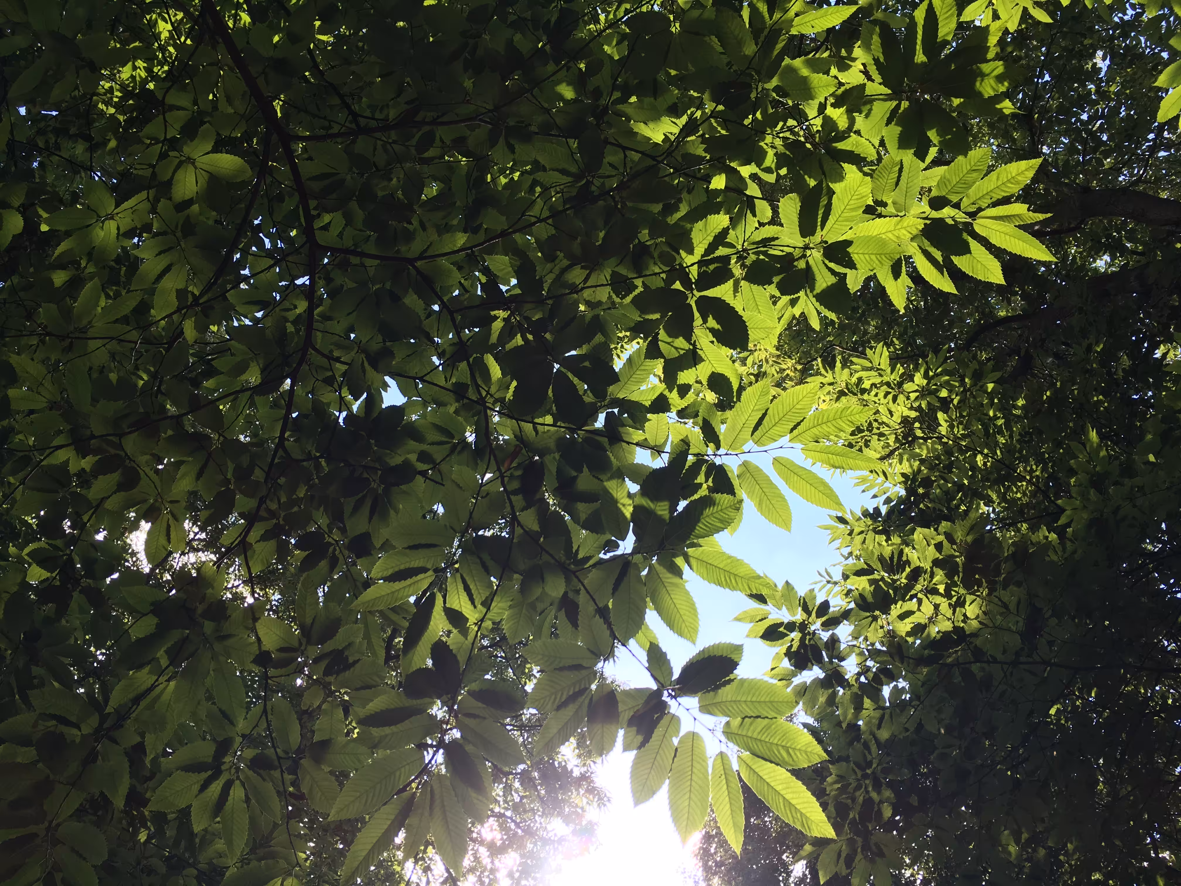 Urban life with GingerBeard: Summer Green