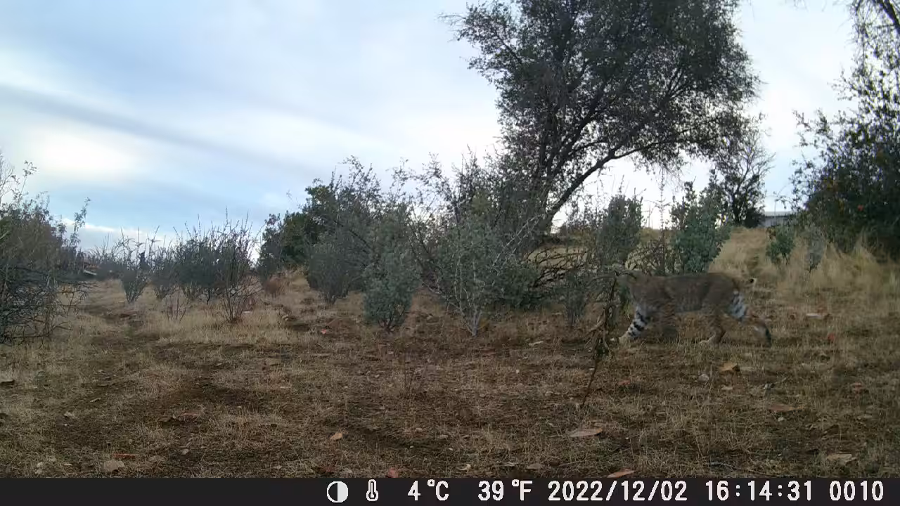 DAYTIME BOBCAT - ANGLE #2 