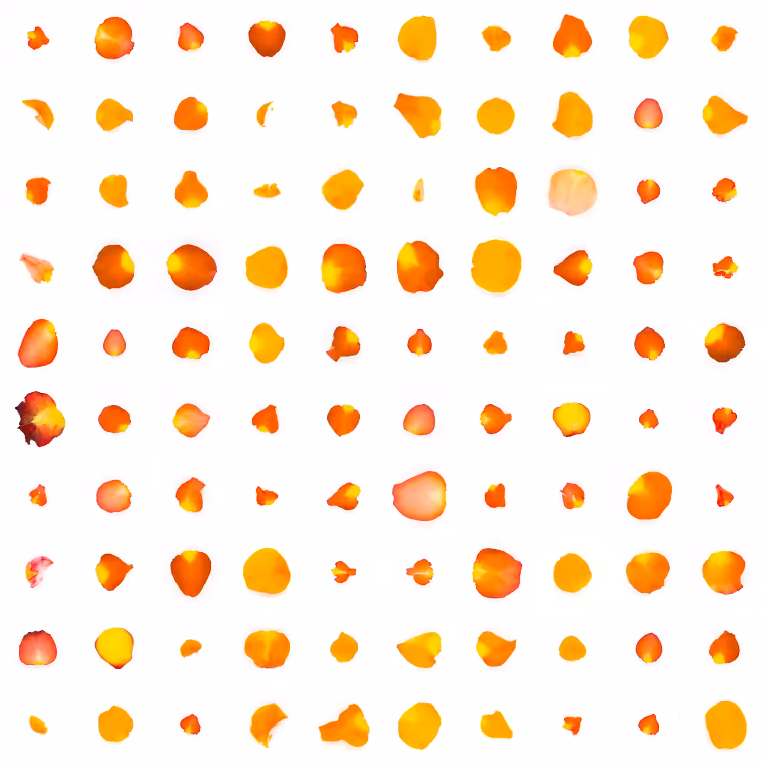 Infinite Petals 10x10#1969