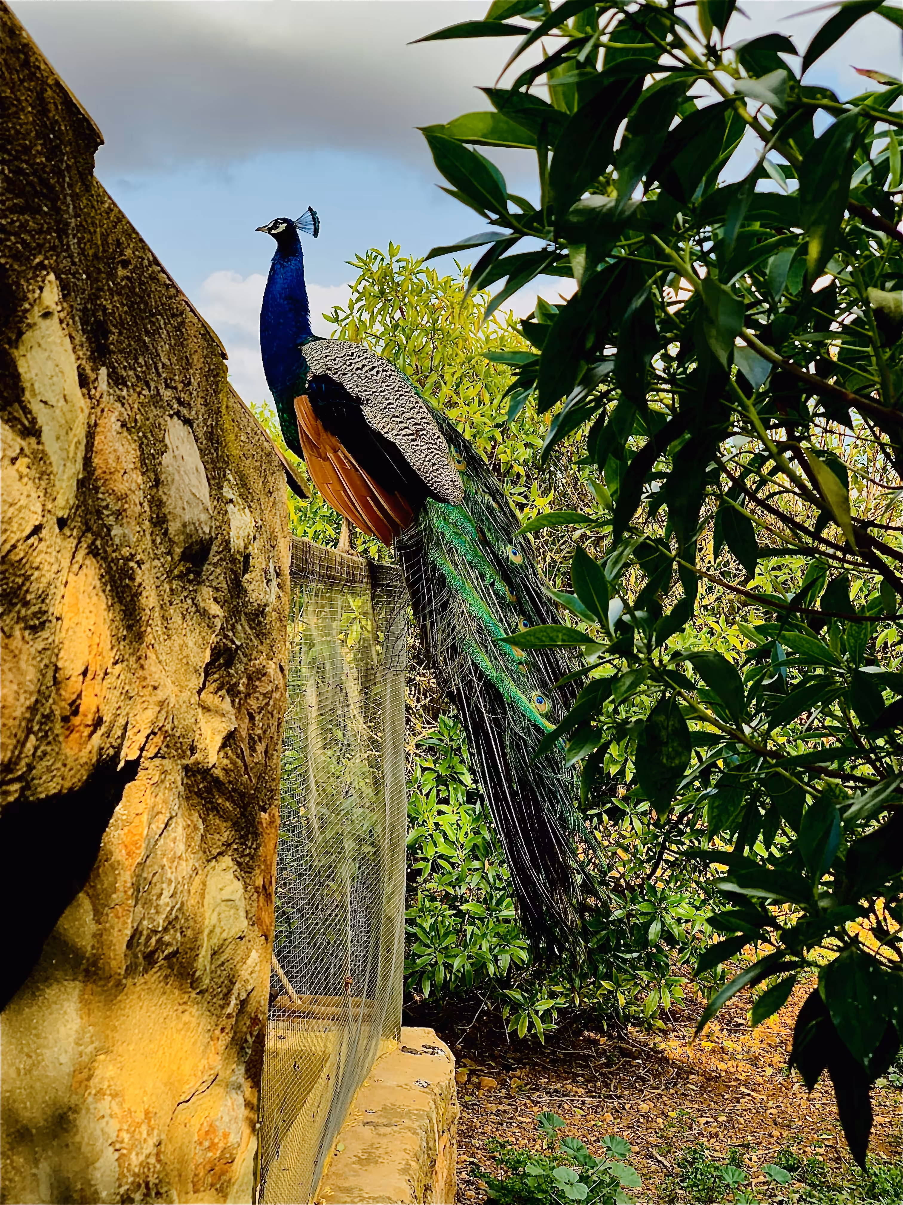 04. "RAINBOW PEACOCK"