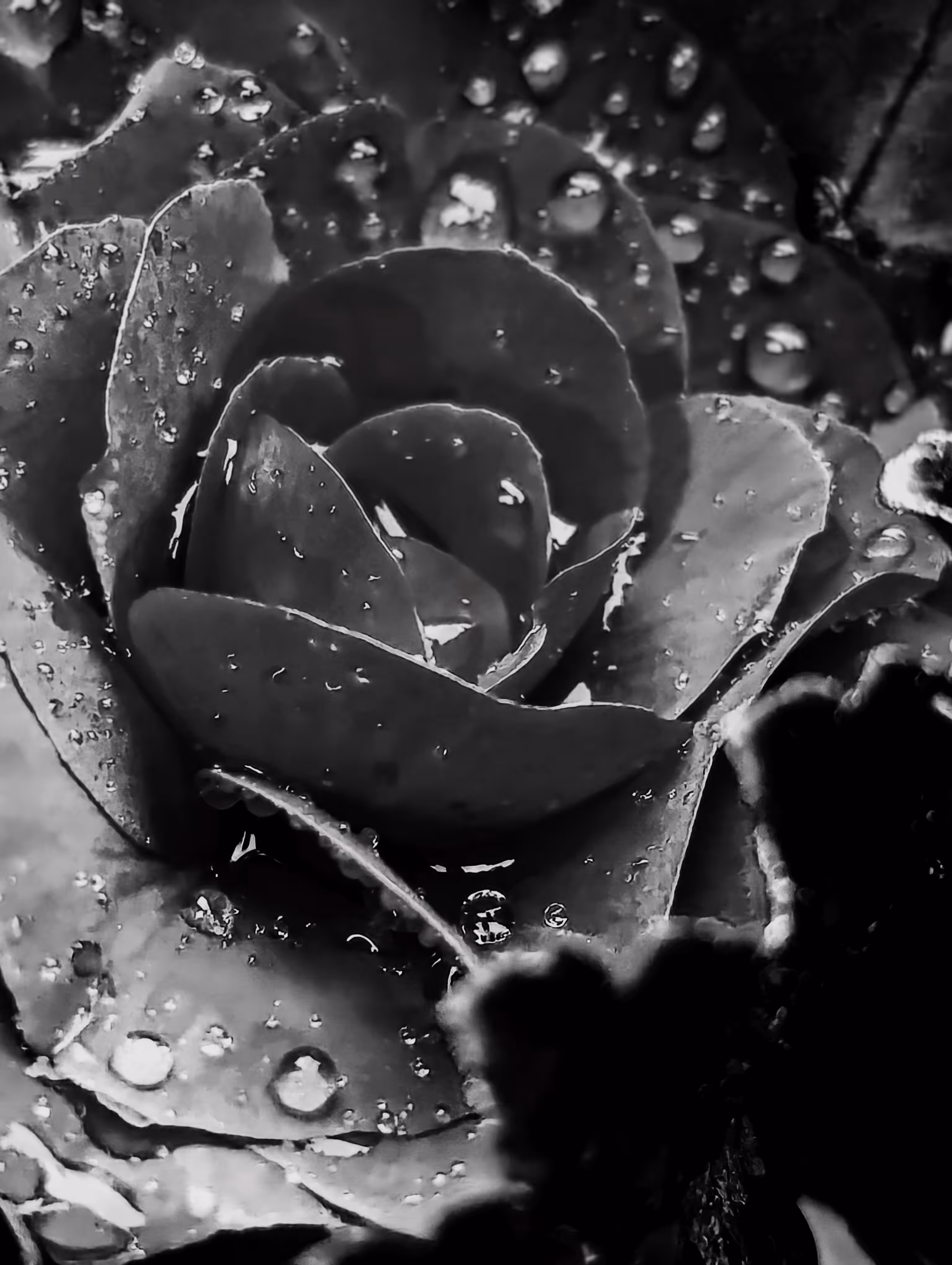 Rose water