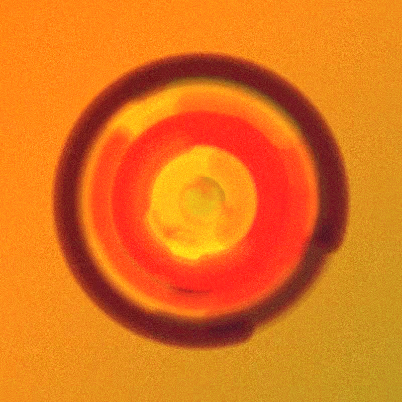 Wisp #848