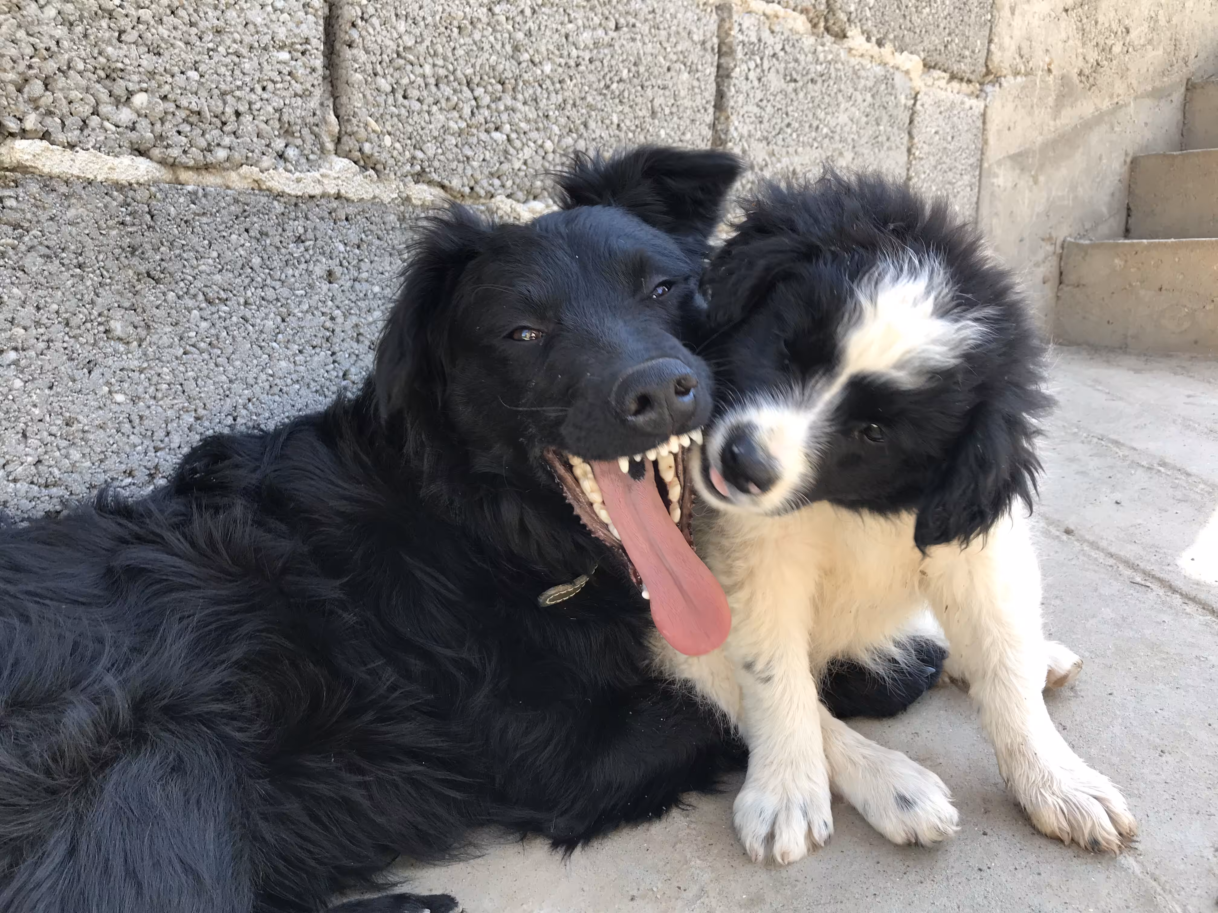 Fastest puppy rescue to forever home ever at the Puppy Palace rescue in Serbia.