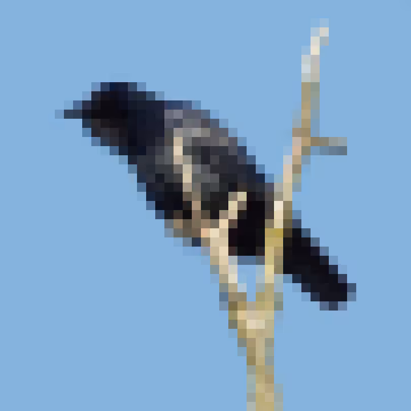 PixlBird #042