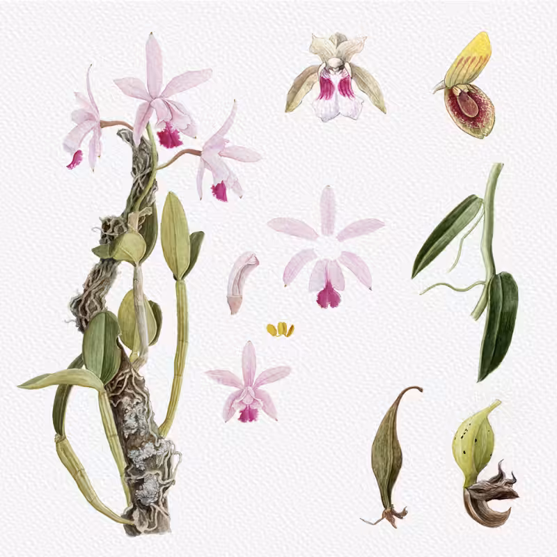 Botanical Illustration - Orchids 1 #61