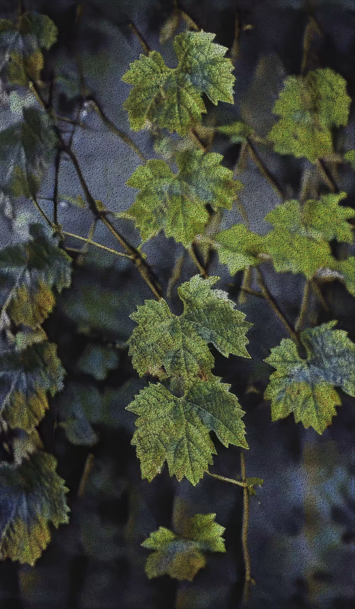 Apparatus Vitis #72