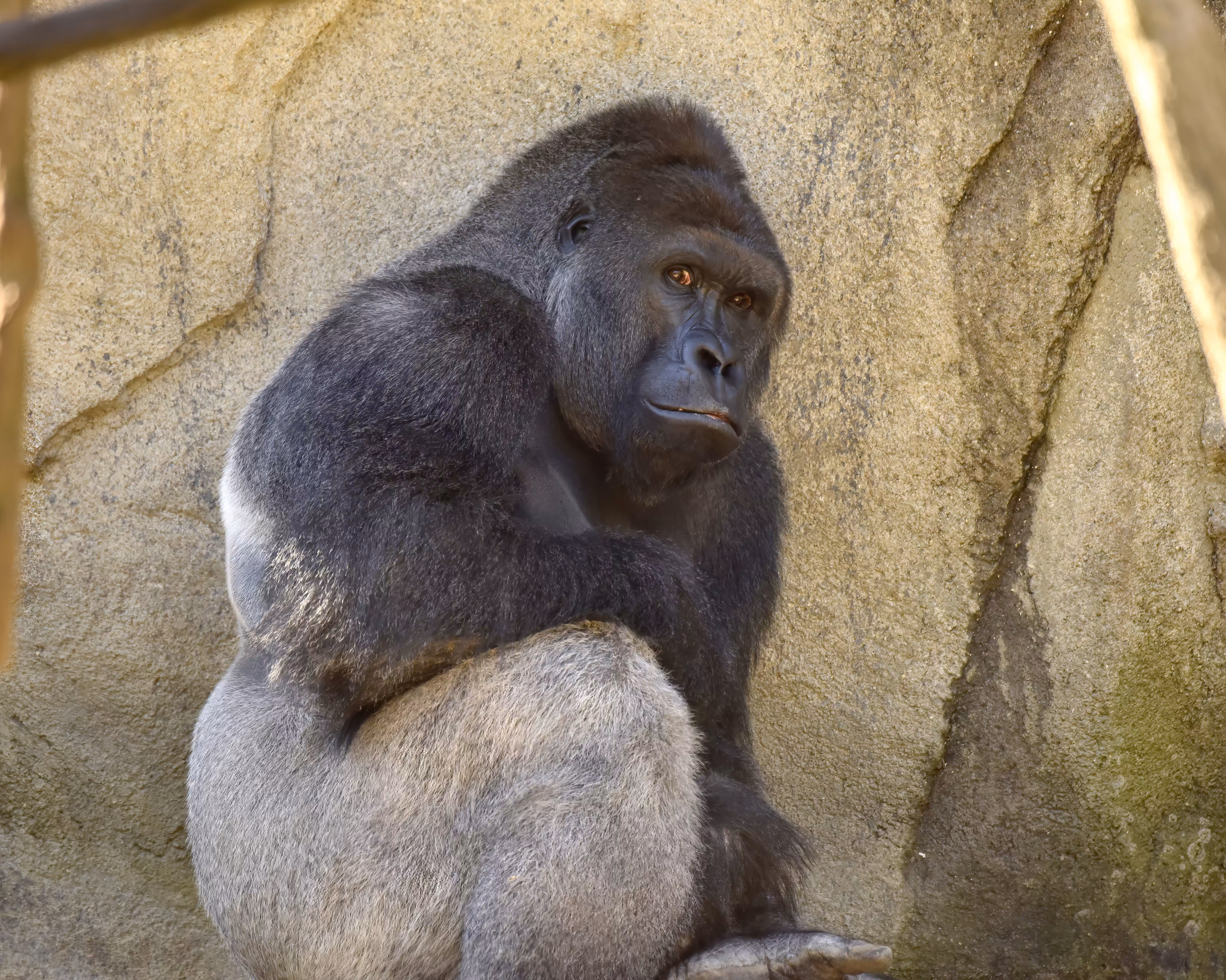 HARAMBE: LEGENDS #234