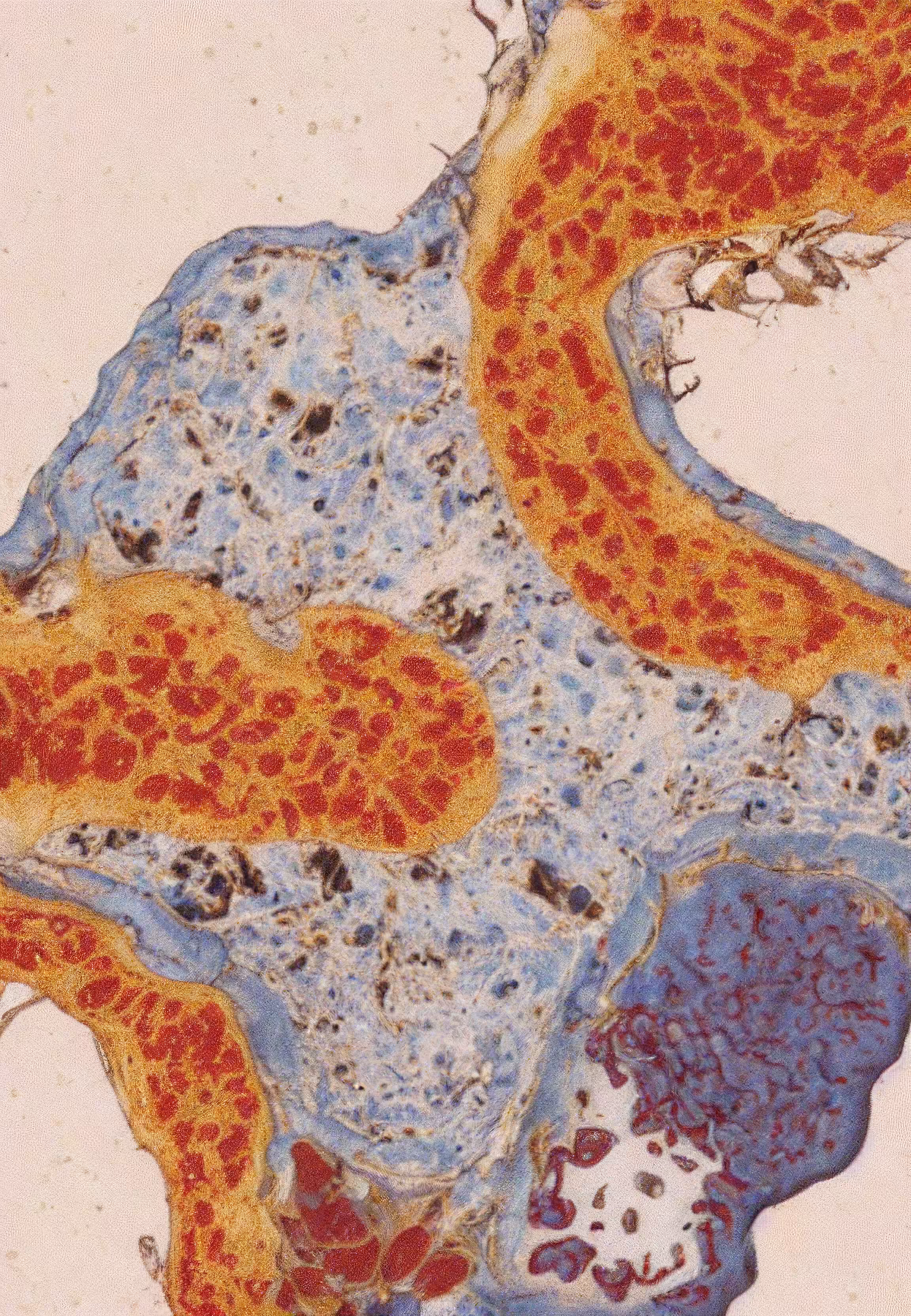 Histologia In Silico #157