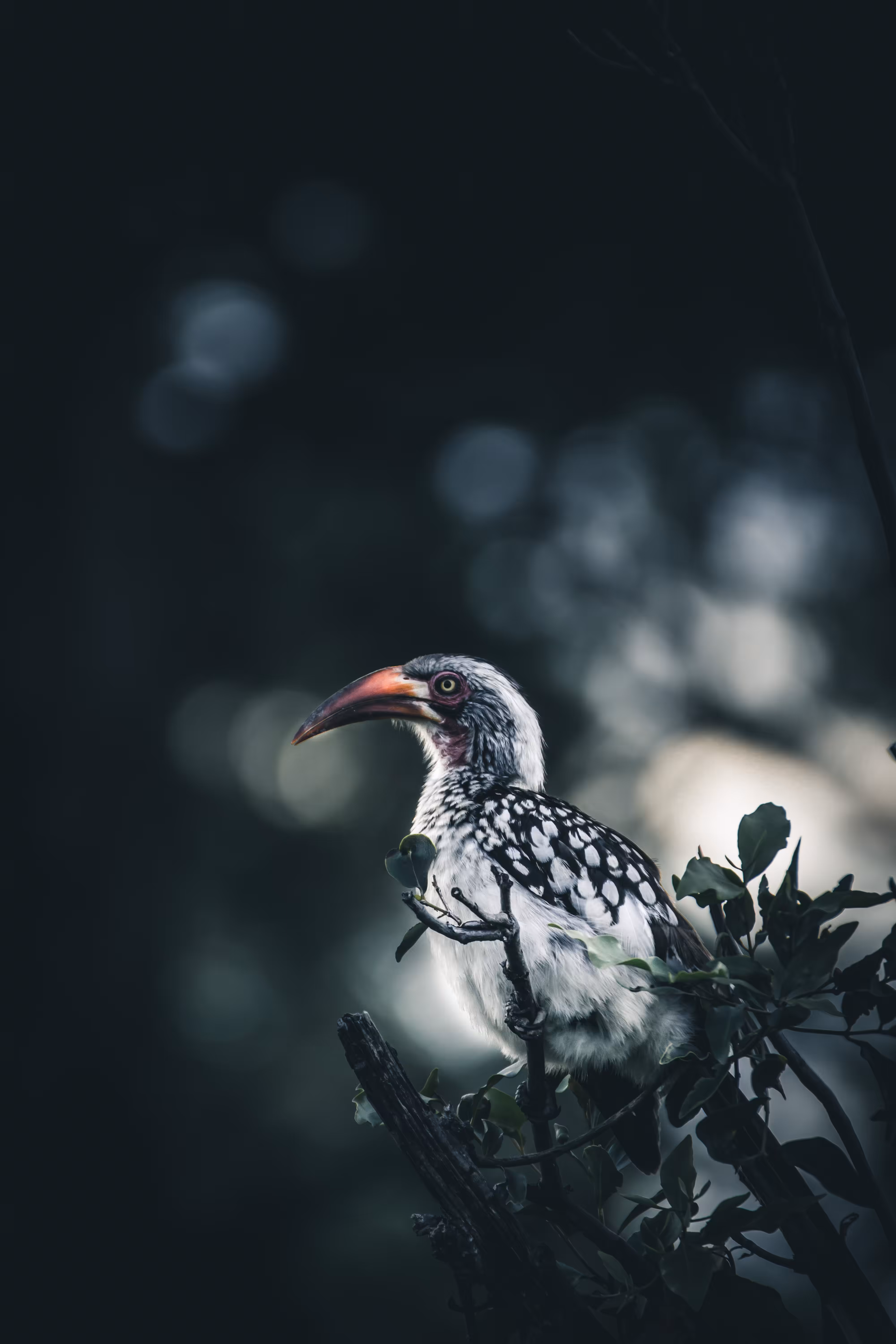 Red-billed hornbill Portrait