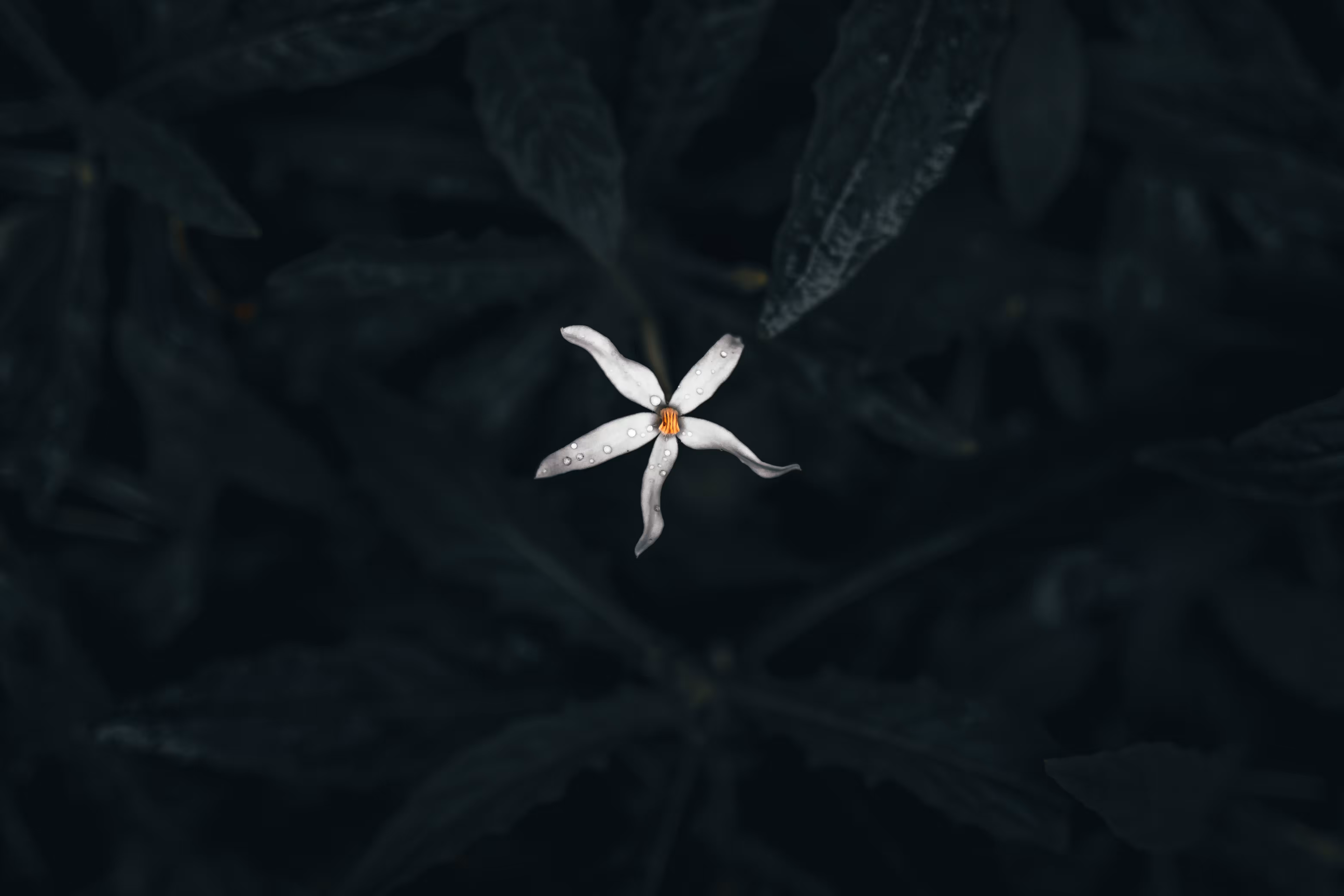 The Little Beauty : Estrella Flower