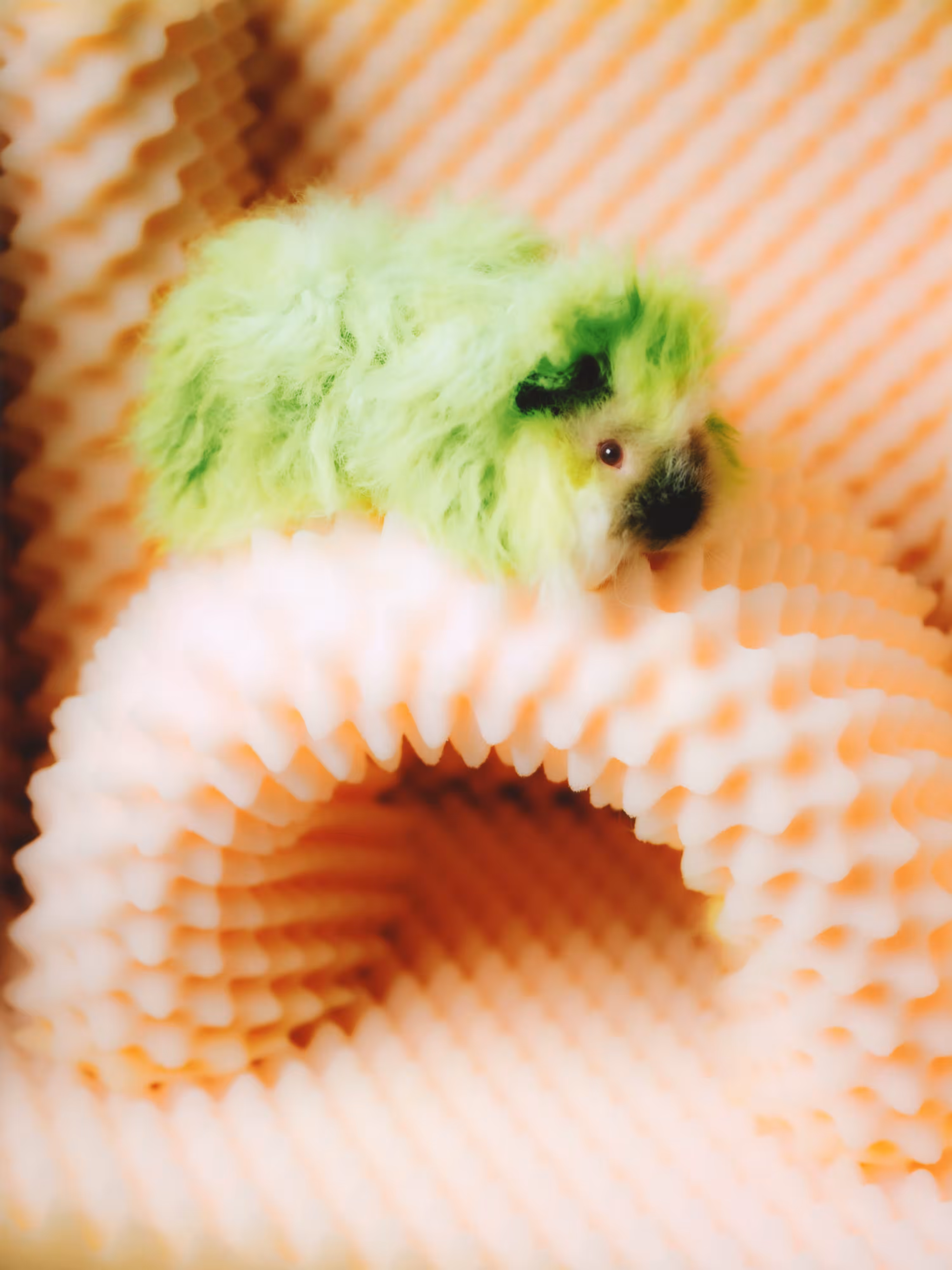 Glynis — Guinea Pig ②