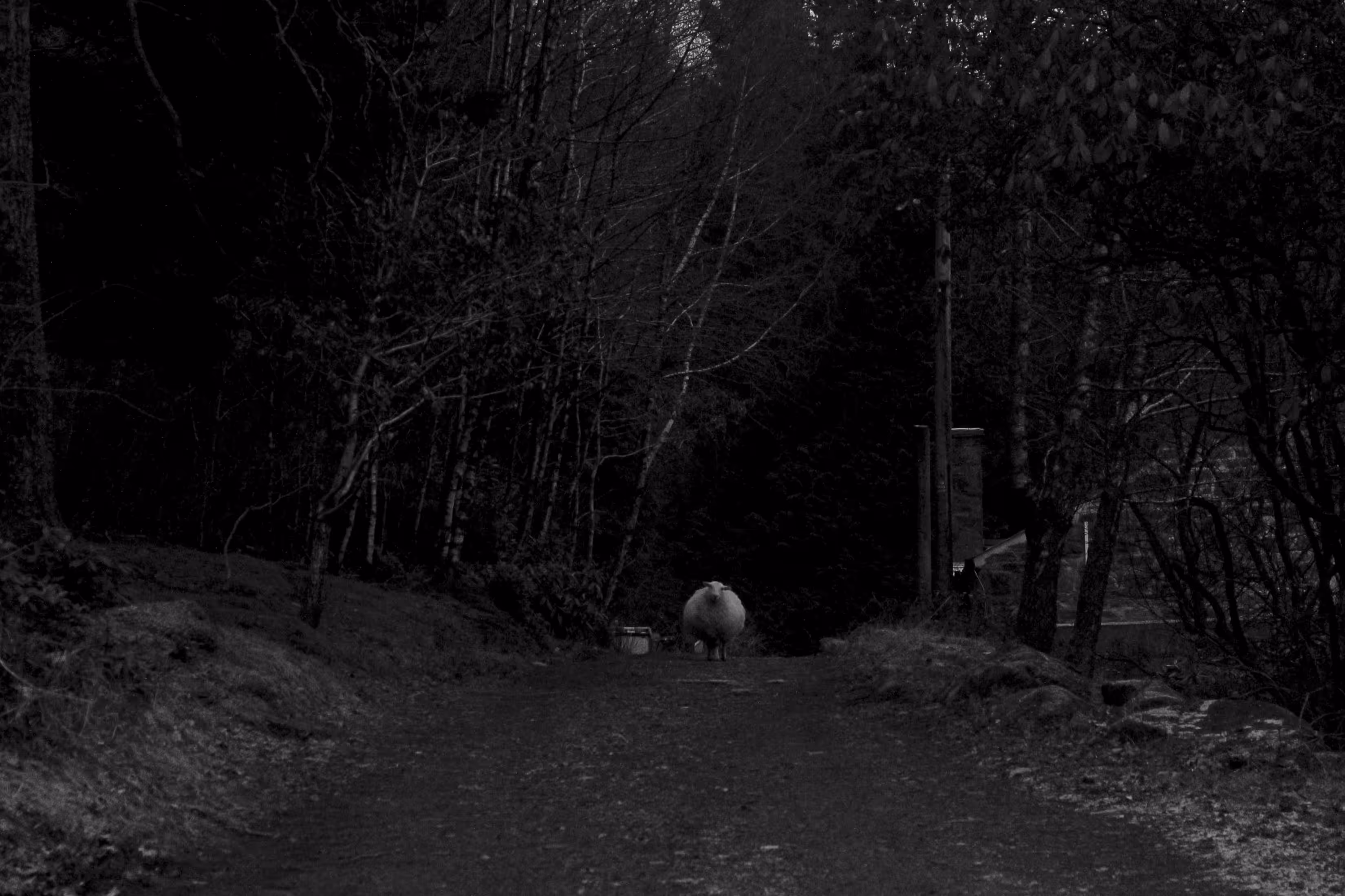 Silence of the lamb.