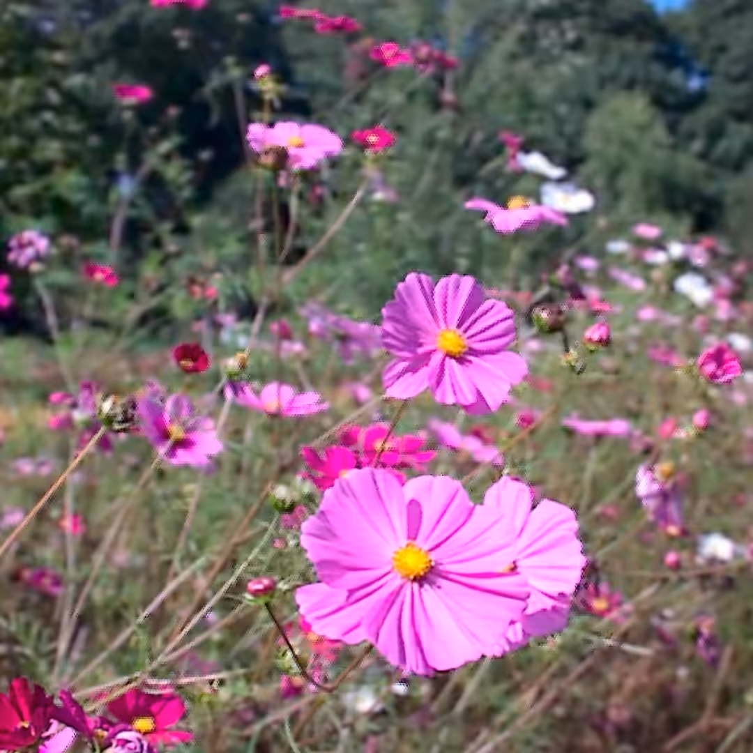 Blossoms in Motion: NFT_02