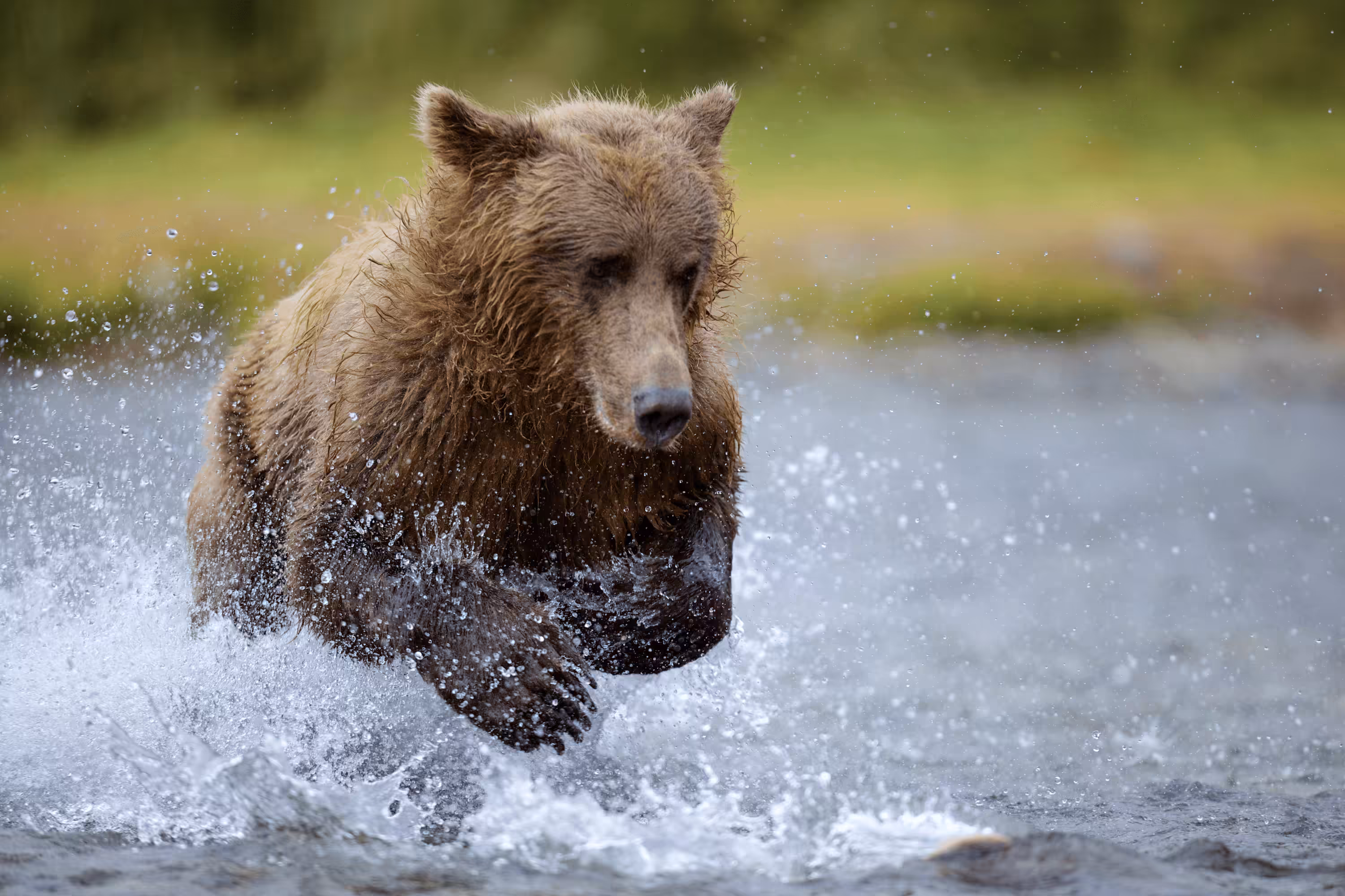 Balance #07 Alaskan Grizzly