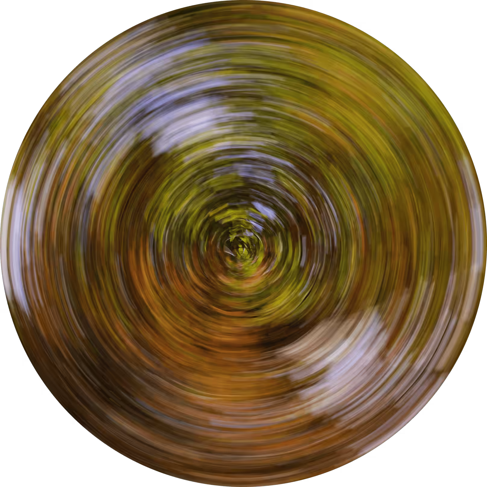 Tree Rings #1