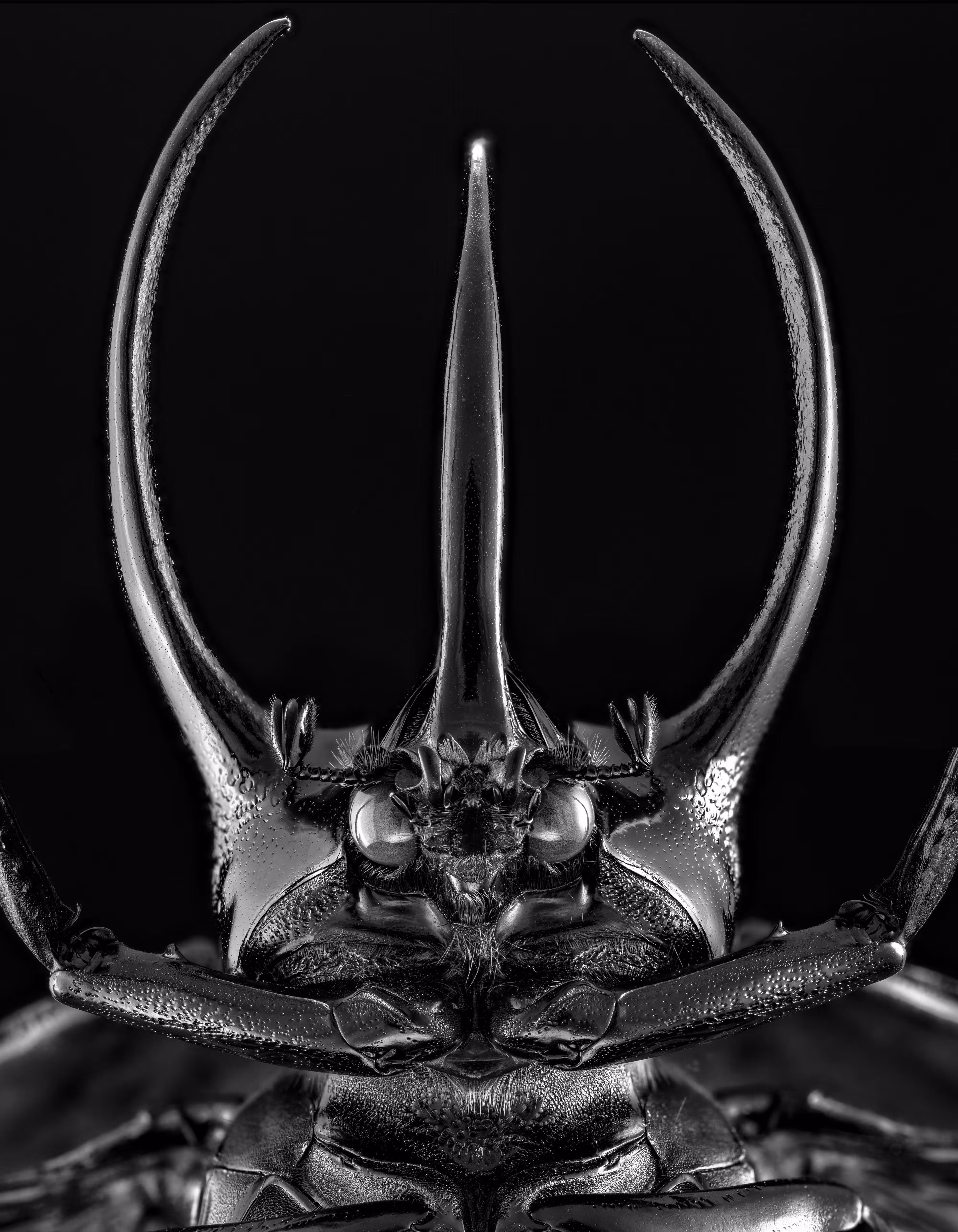 Chalcosoma Caucasus Face