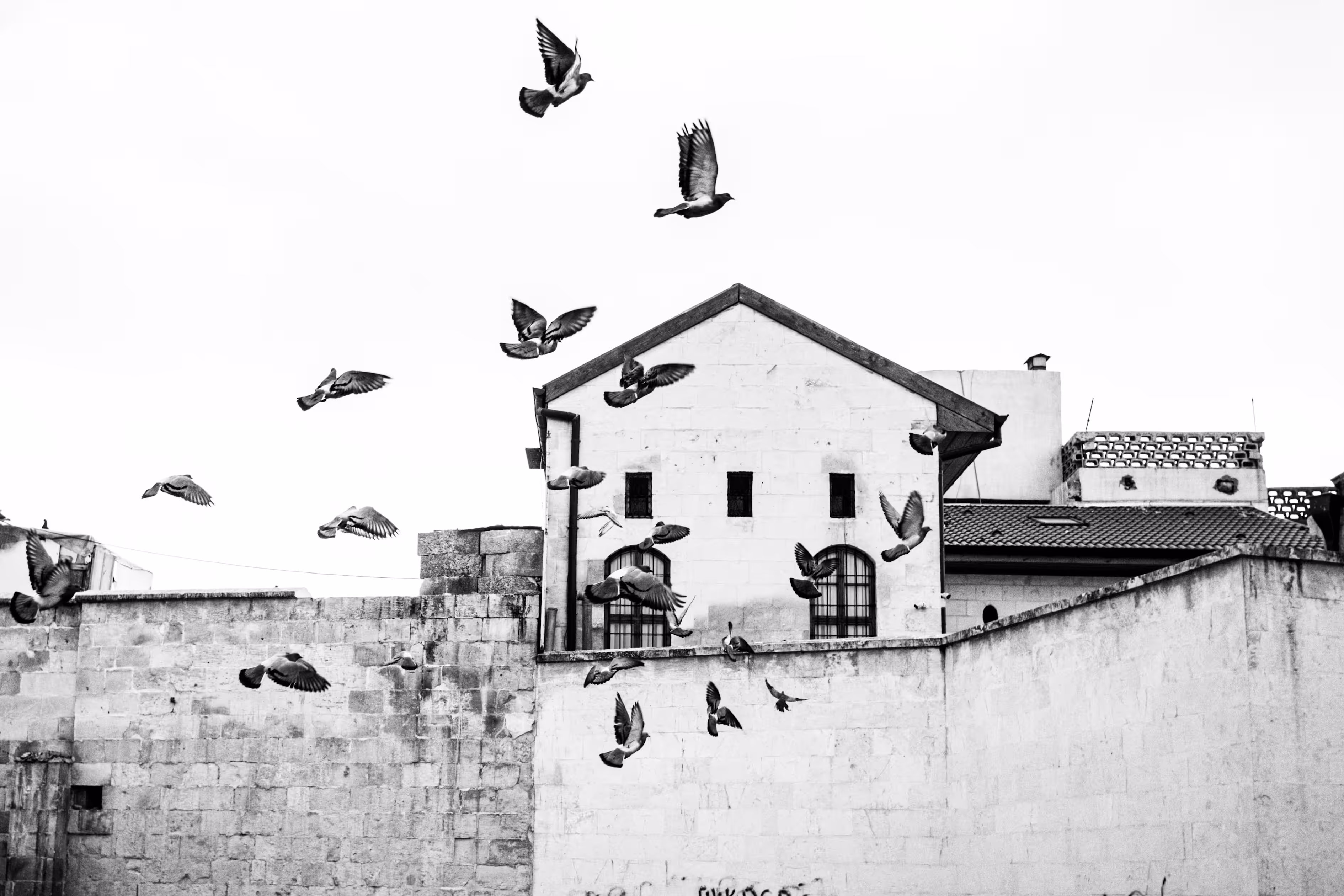 Birds and History