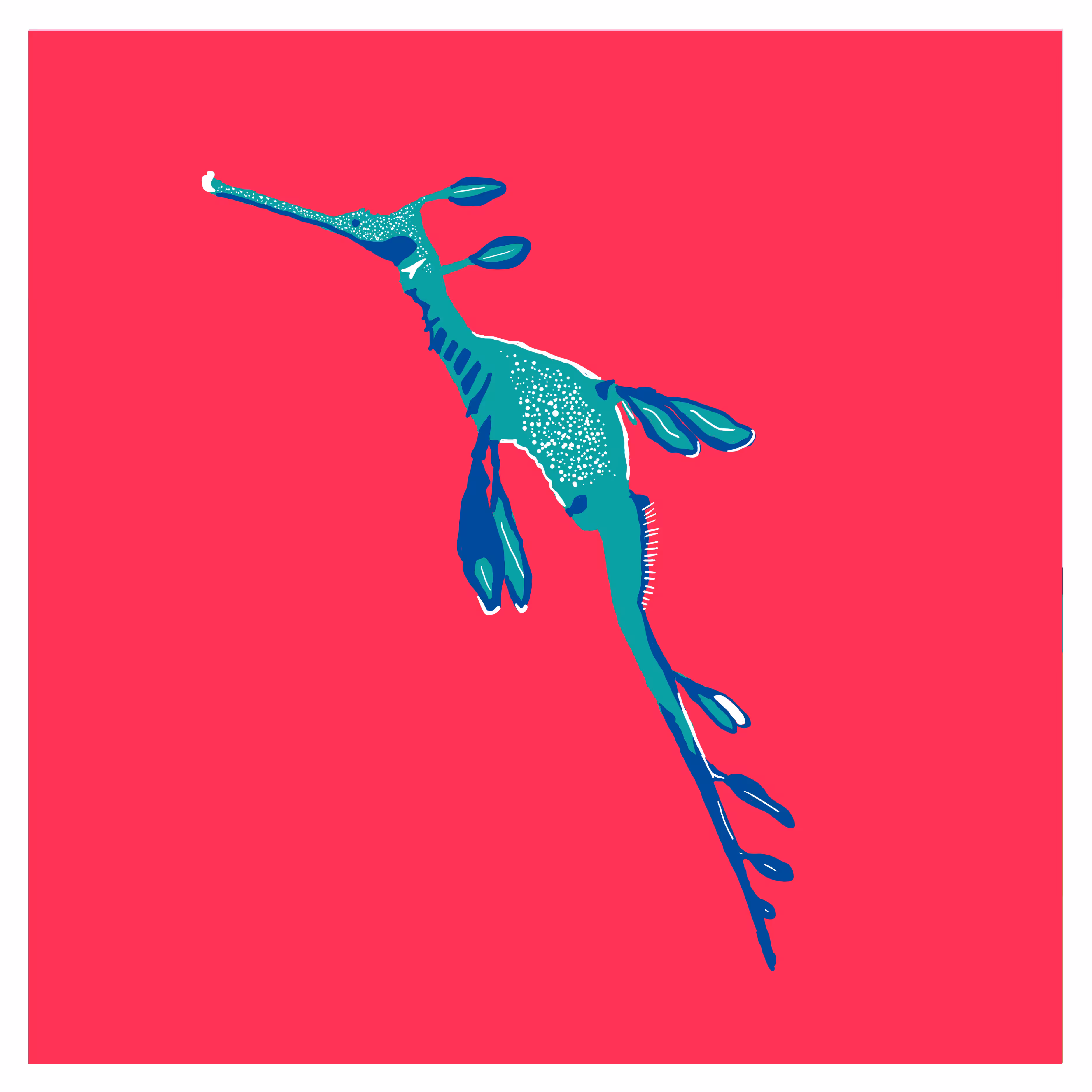 Phyllopteryx taeniolatus