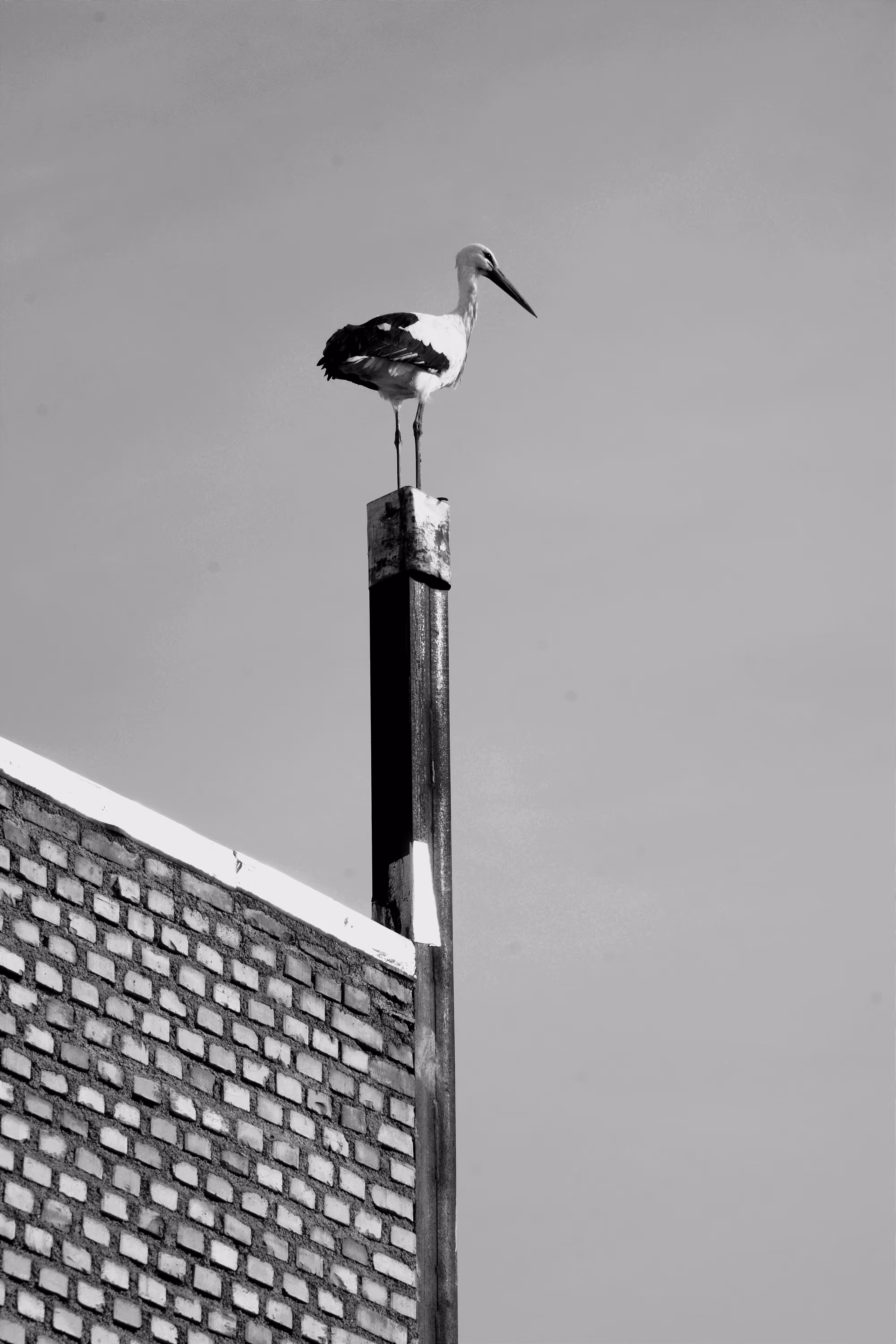 A lonely stork