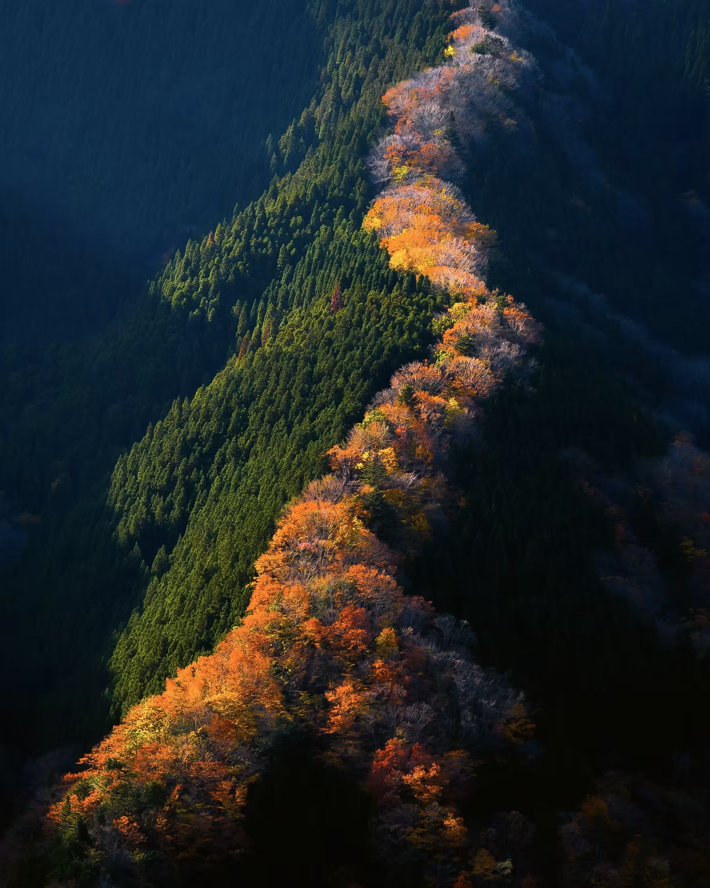 Ascending Dragon