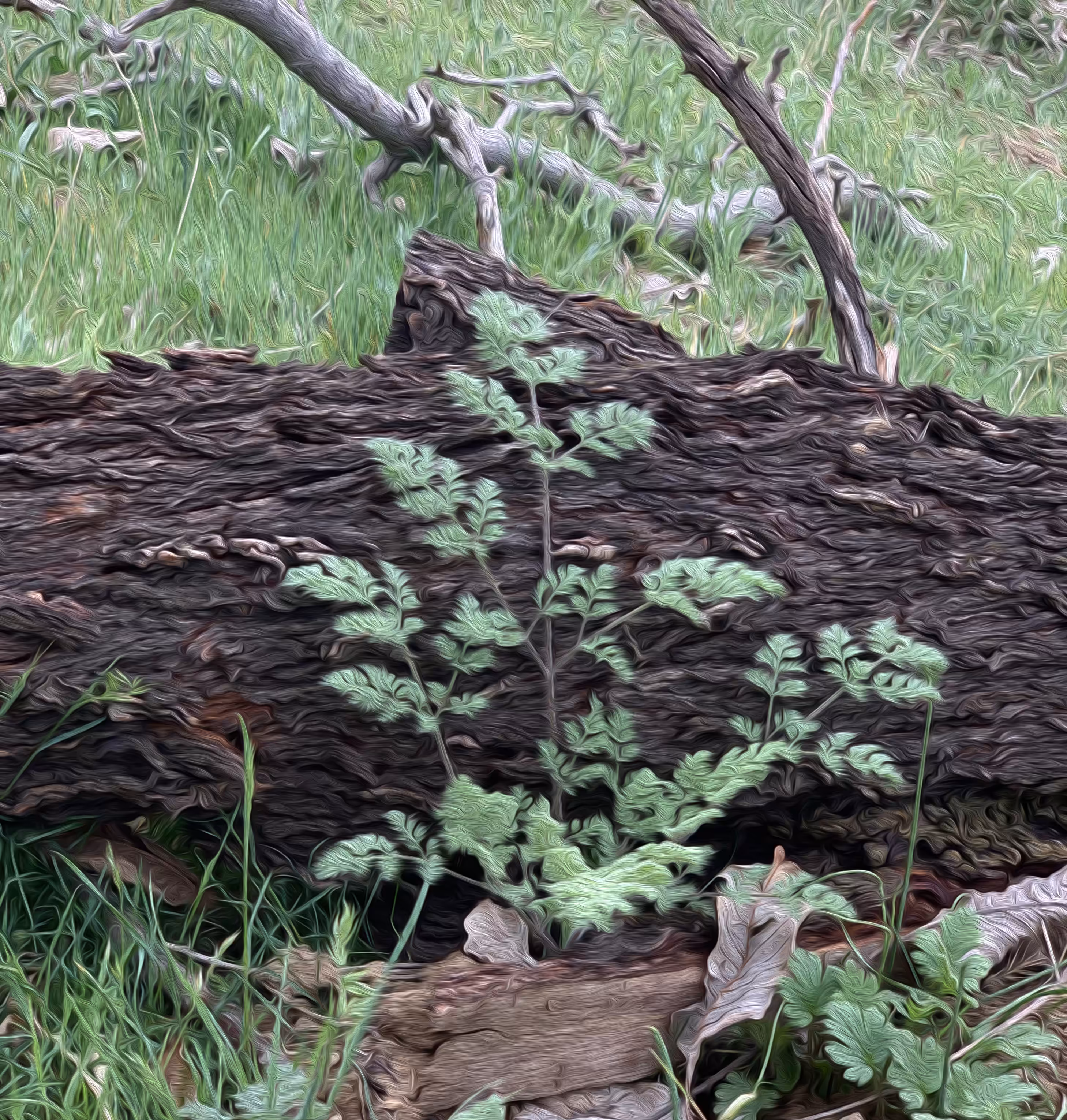 Plant