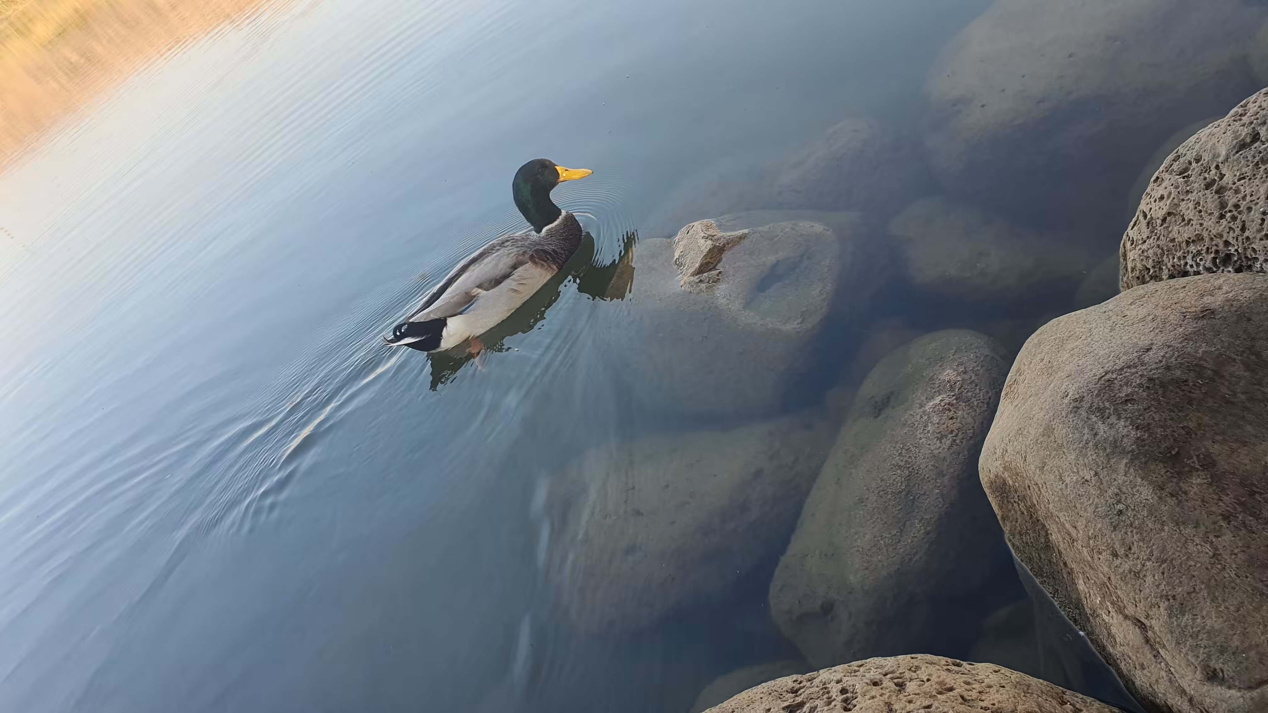 Duck