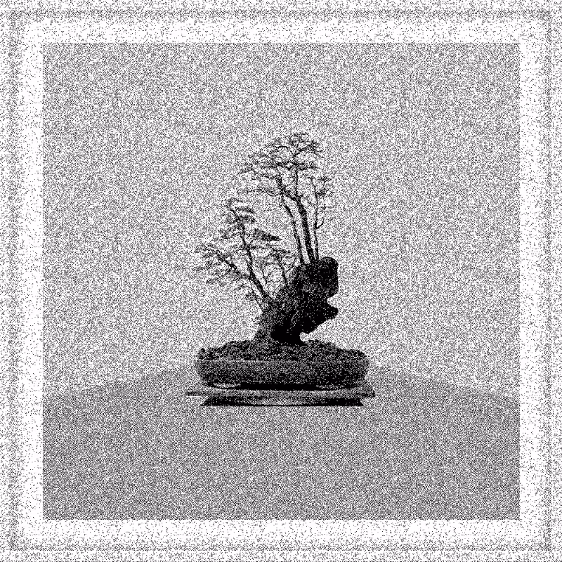 Bonsai Bonanza #712