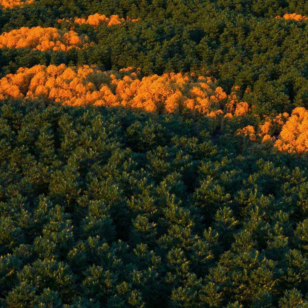 Summer and Autumn
