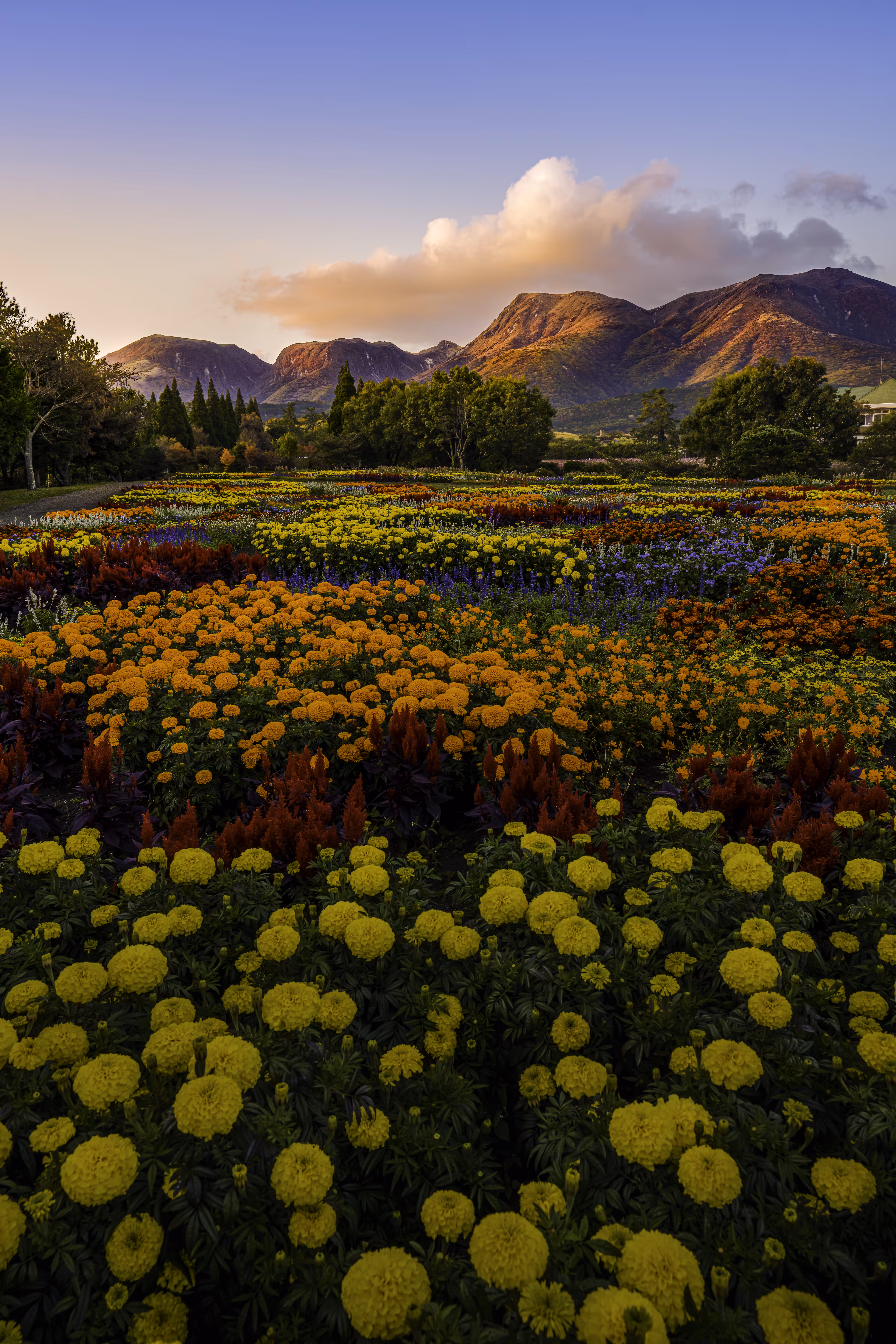 Twilight flower garden