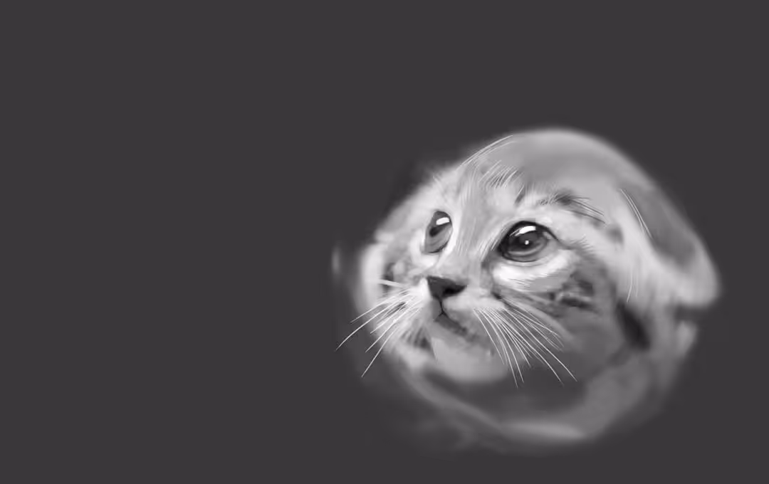 Th cat