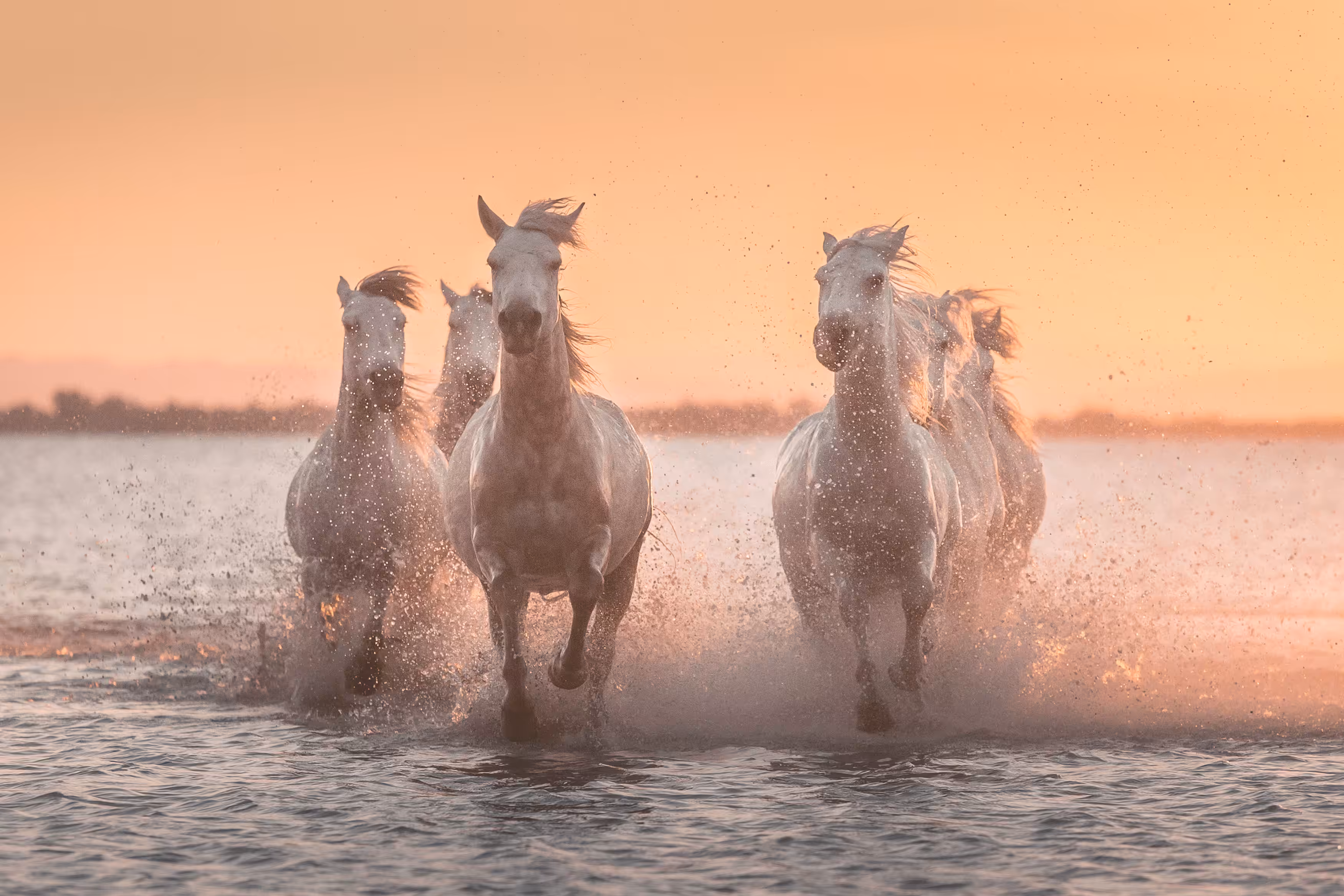 White Angels of Camargue #5