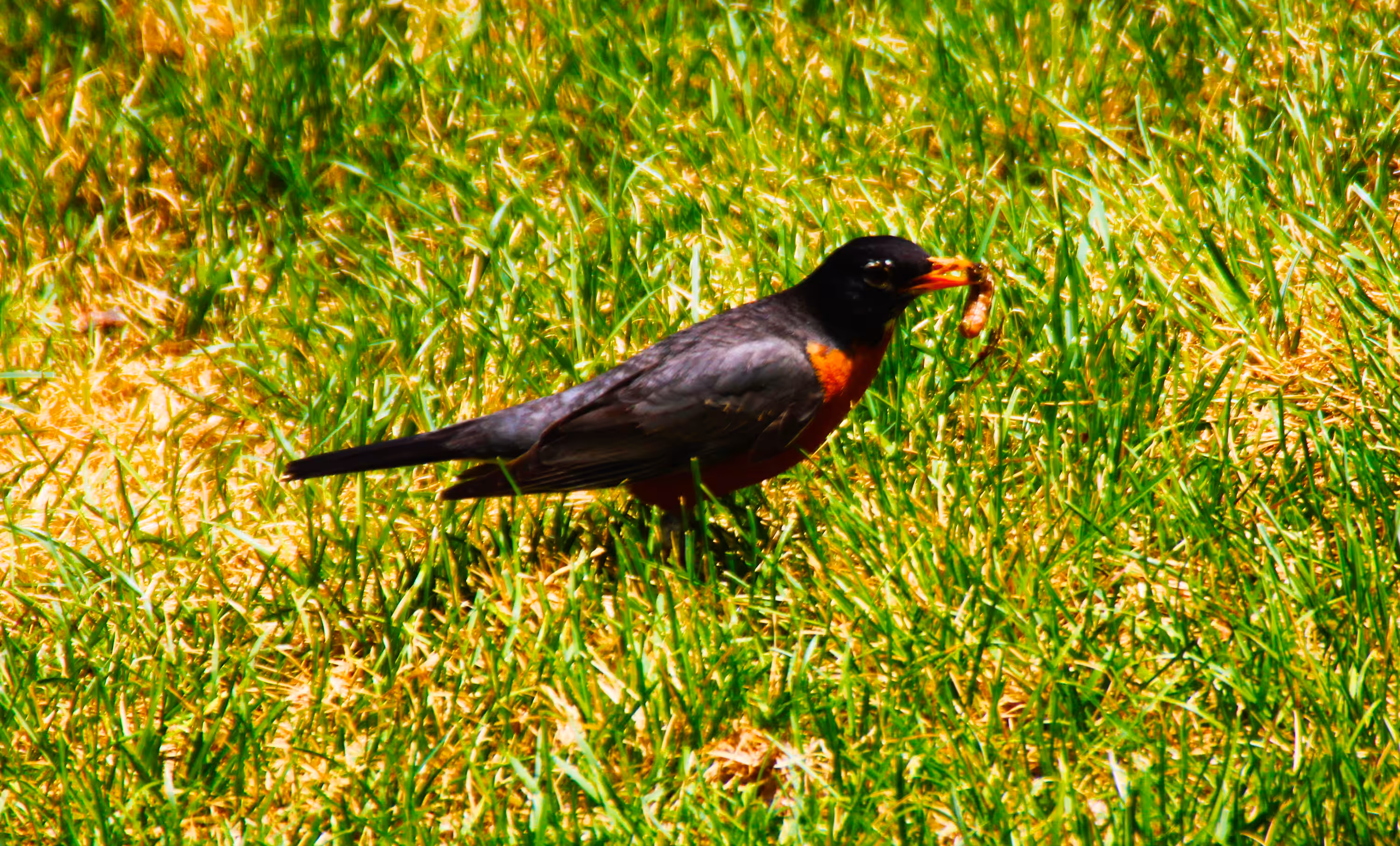 Photo Gardens: Early Bird