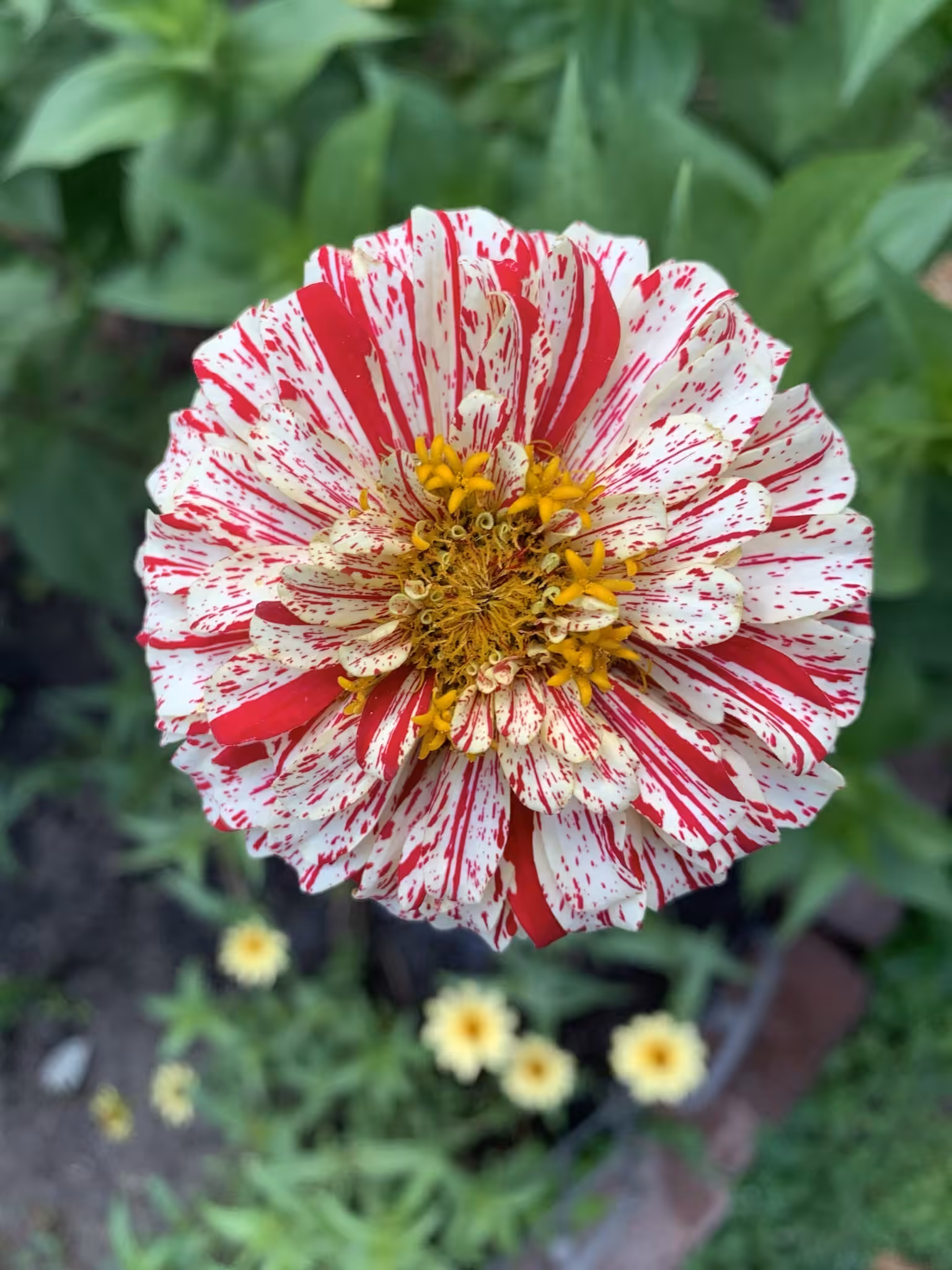 Peppermint Flecked Flower