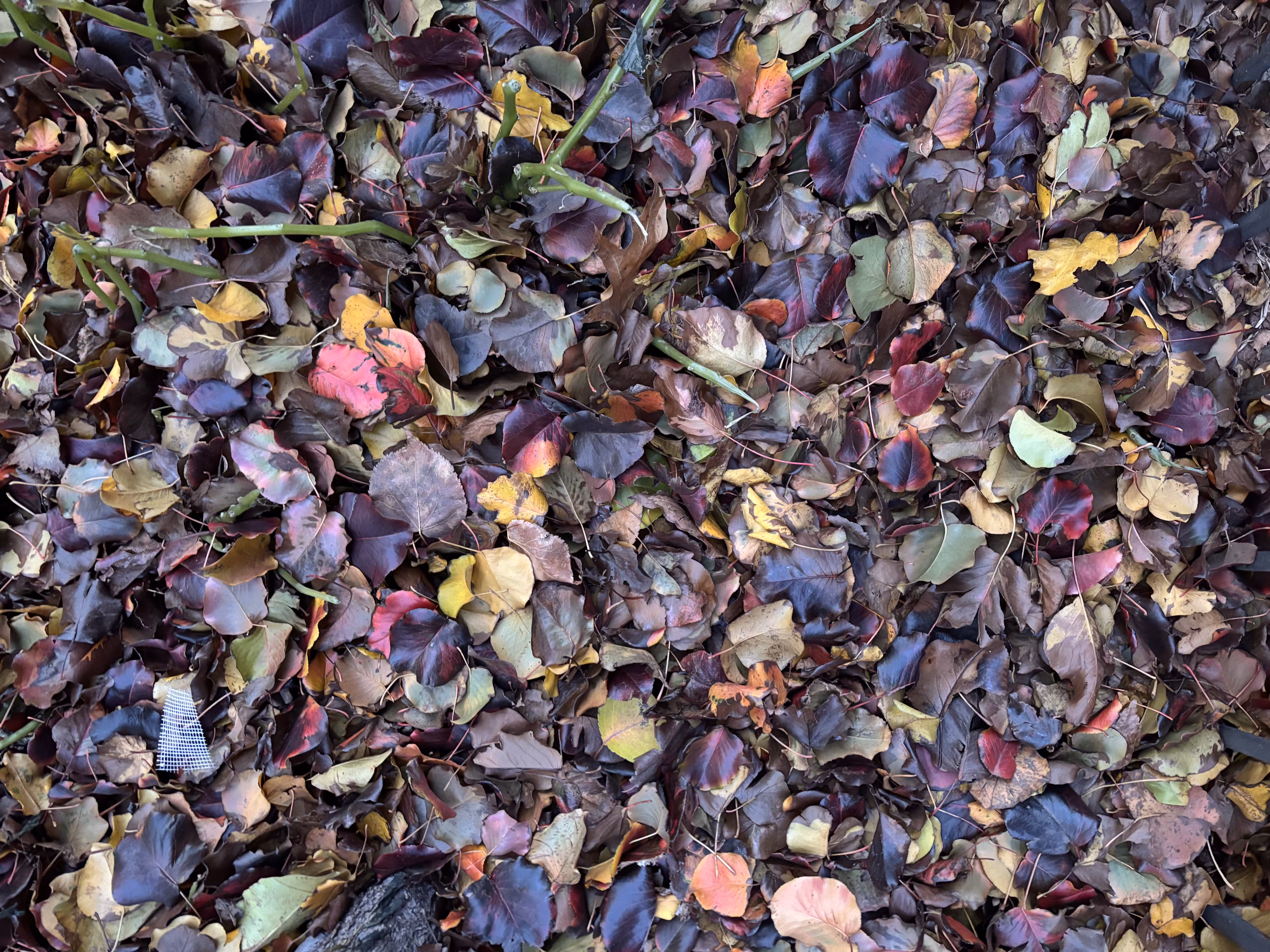 Leaves