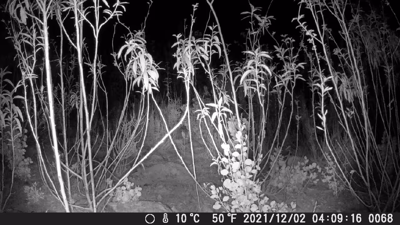 POSSUM PETE LURKING IN THE YERBA SANTA