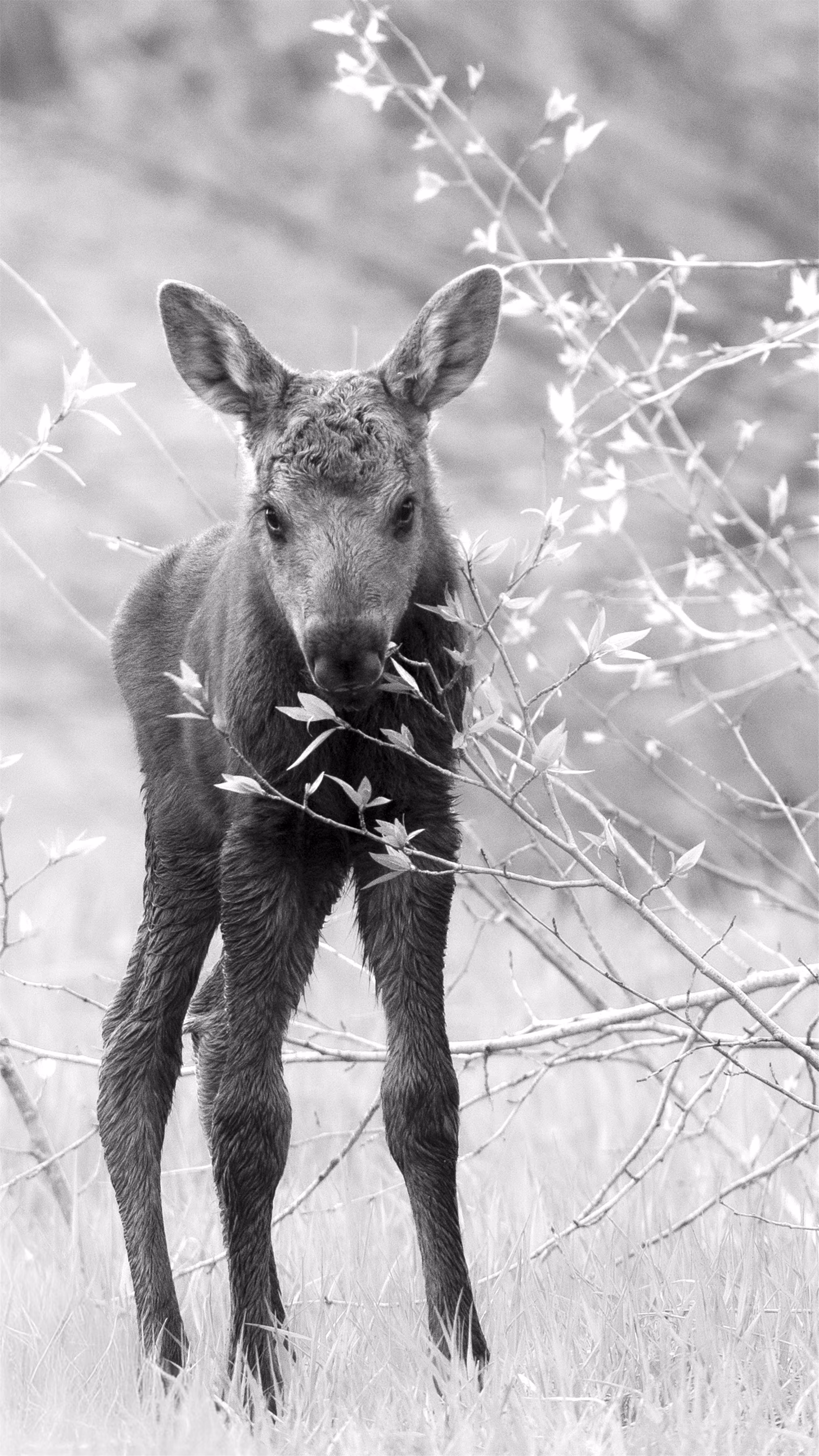 The Calf and the Willows