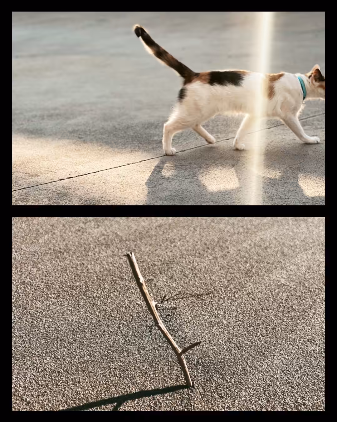 The tale of a tail