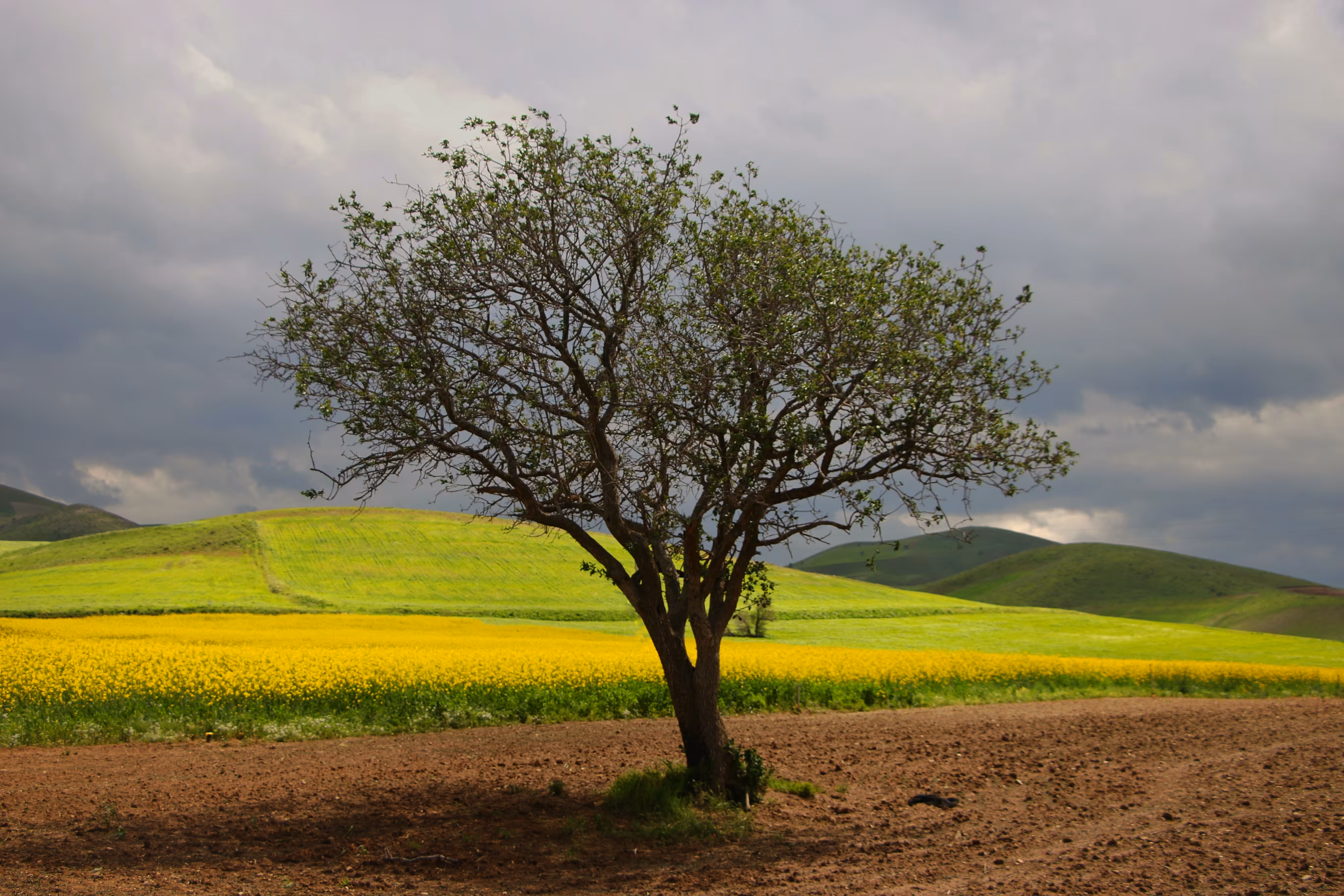 Plain of Colors