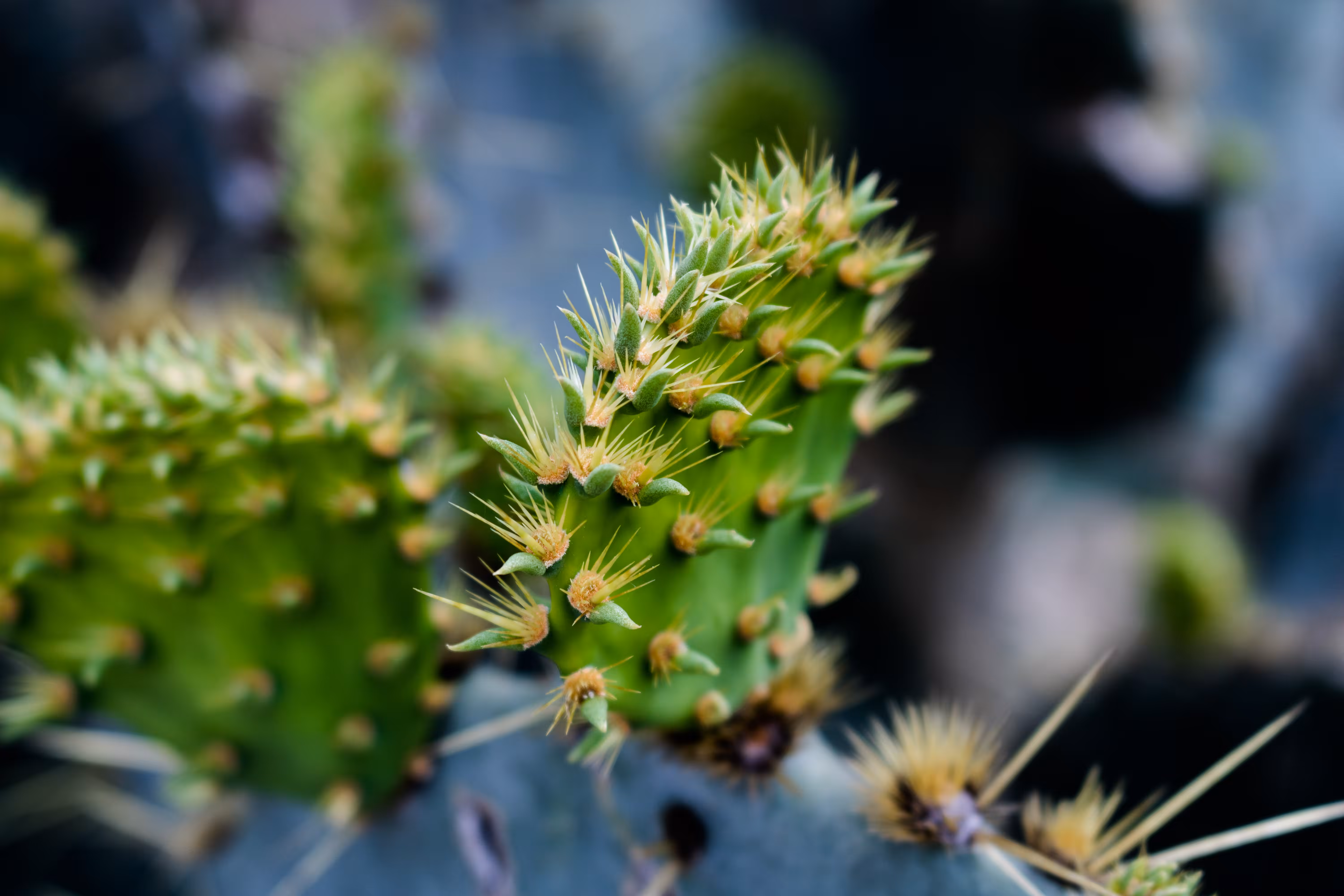 cactus